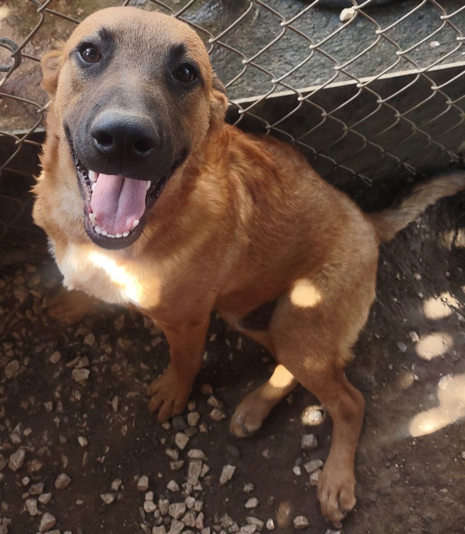 Enlarge Max (NY), an adoptable mixed breed in Albany, NY image 3/3