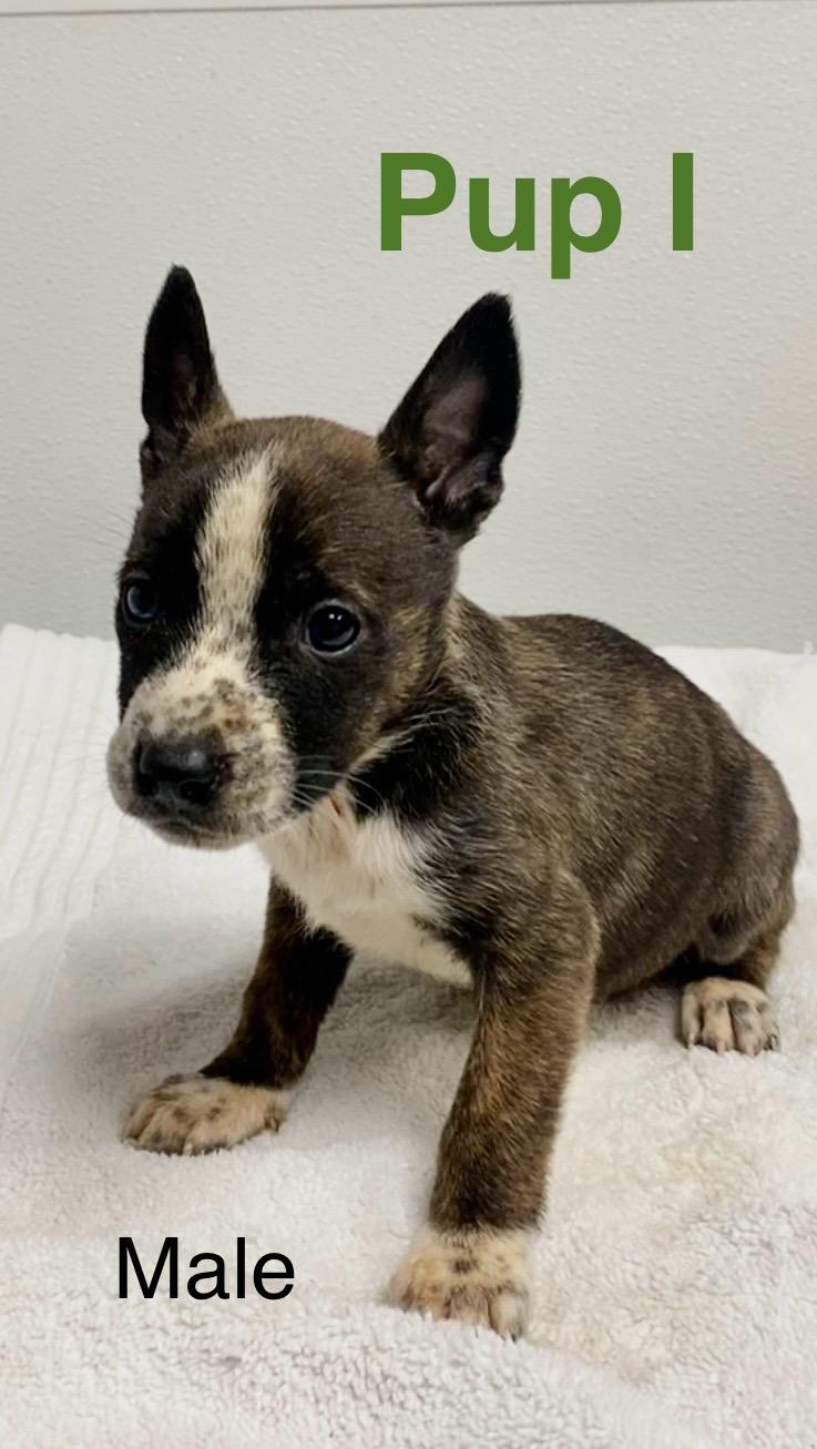 Pup I, ADOPTABLE, Puppy Male Mixed Breed.
