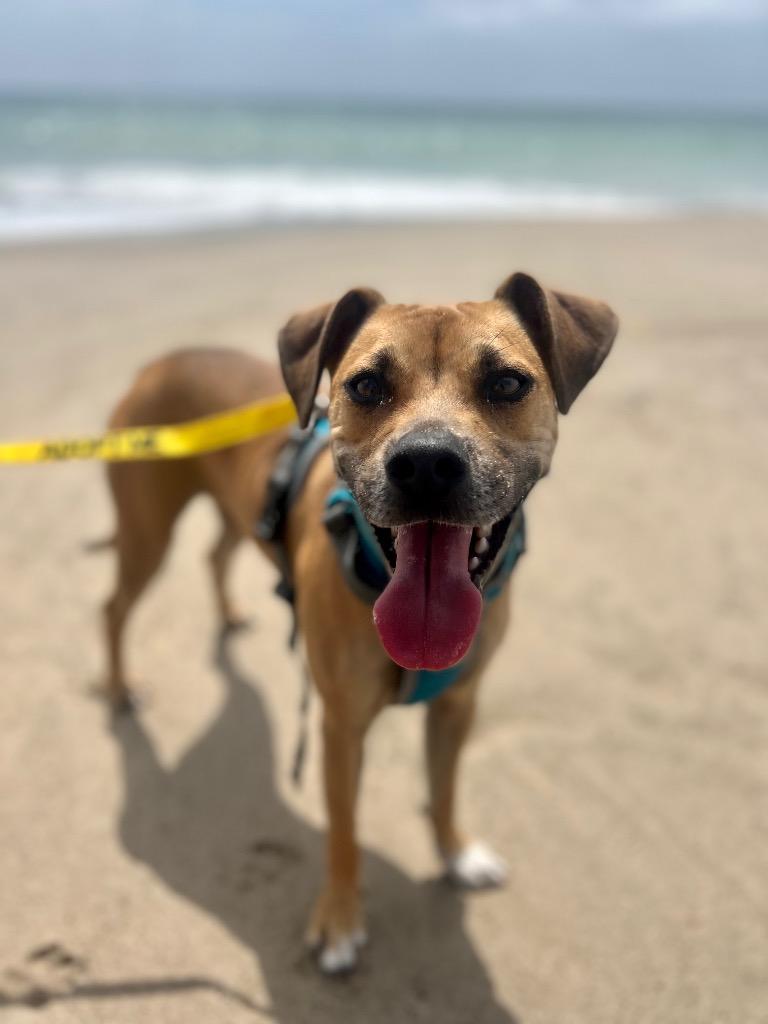 Enlarge Mickey, a Adoptable mixed breed in Thousand Oaks, CA image 1/1