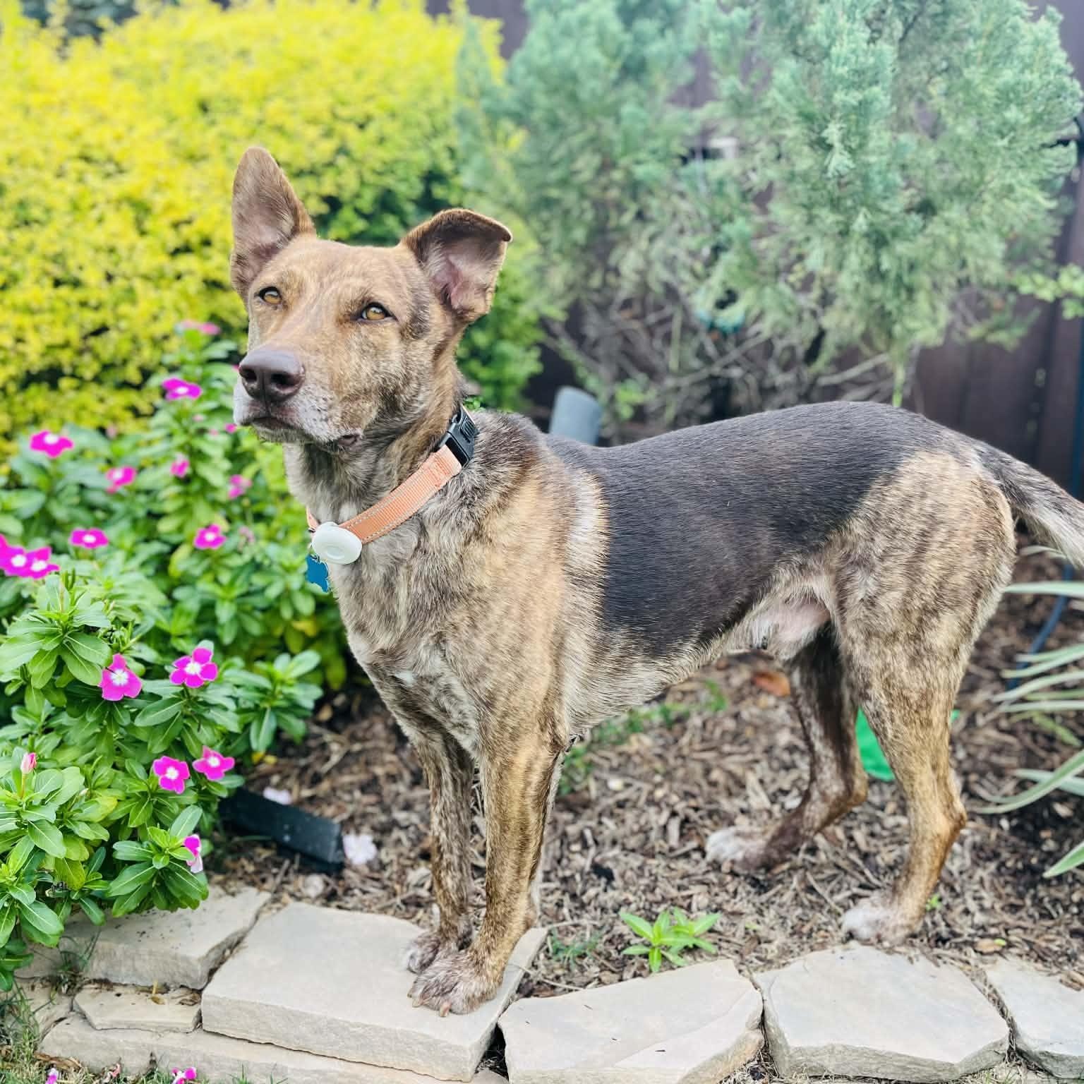 Dutch , ADOPTABLE, Young Male Dutch Shepherd & German Shepherd Dog.