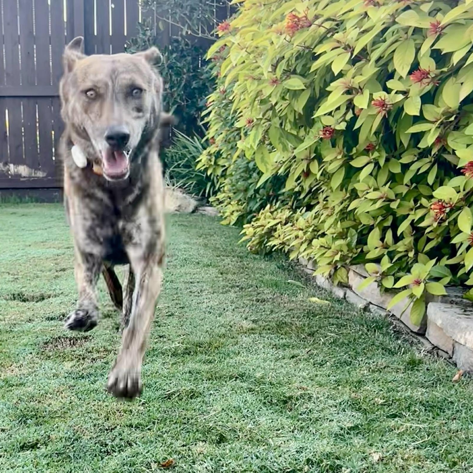 Enlarge Dutch , a ADOPTABLE mixed breed in Humble, TX image 4/6