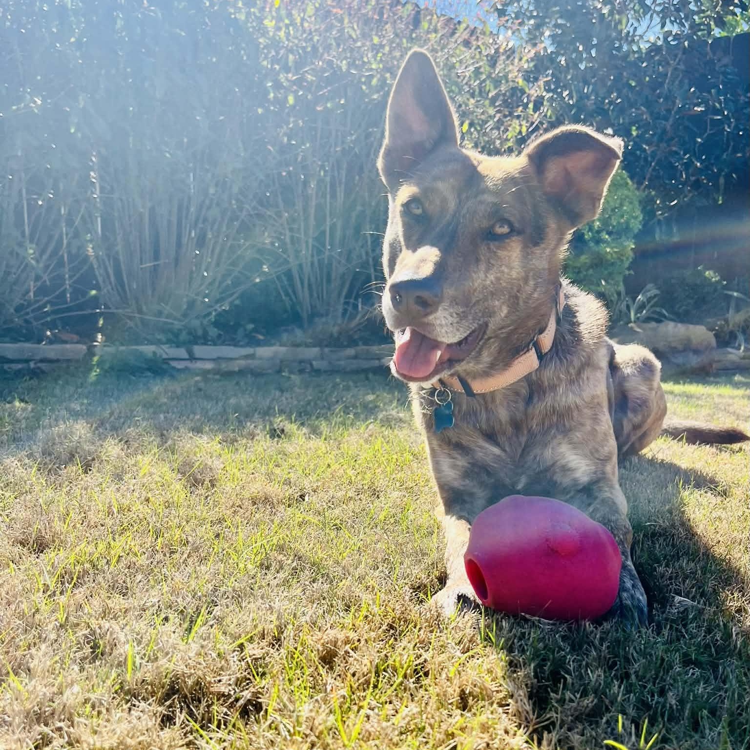 Enlarge Dutch , a ADOPTABLE mixed breed in Humble, TX image 5/6