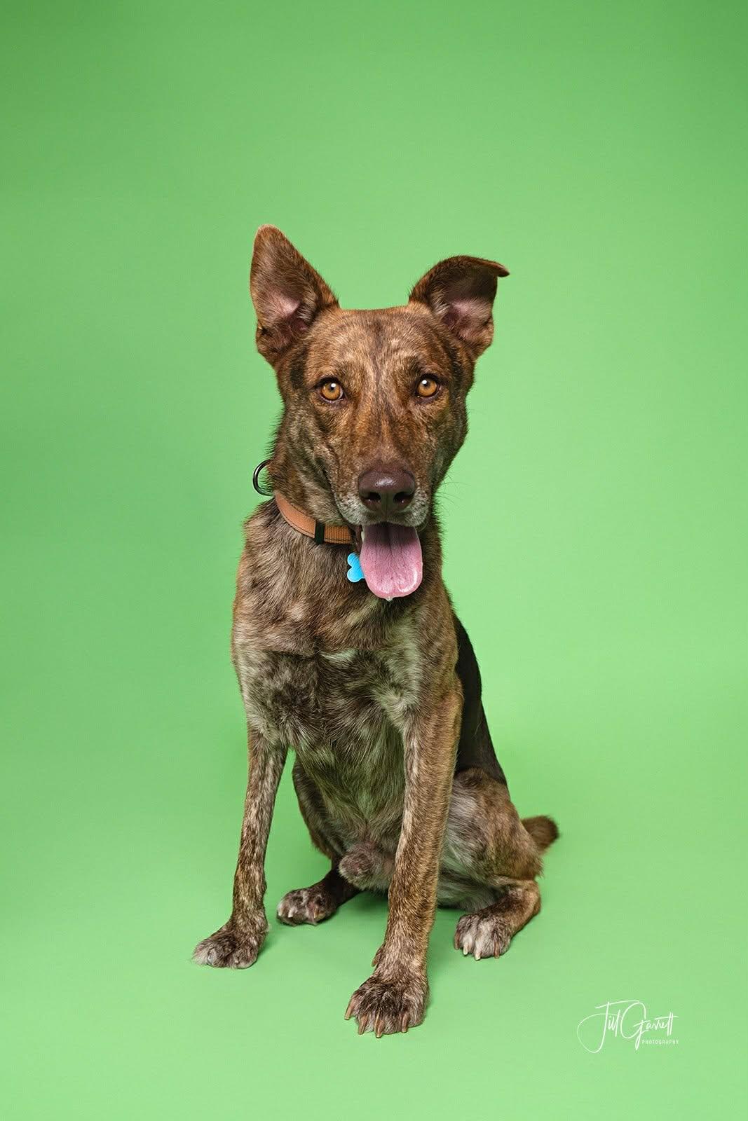 Enlarge Dutch , a ADOPTABLE mixed breed in Humble, TX image 3/6
