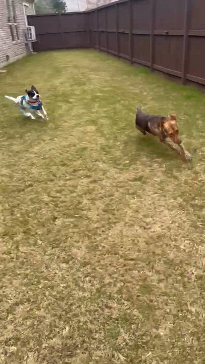 Enlarge Dutch , a ADOPTABLE mixed breed in Humble, TX video 2/6