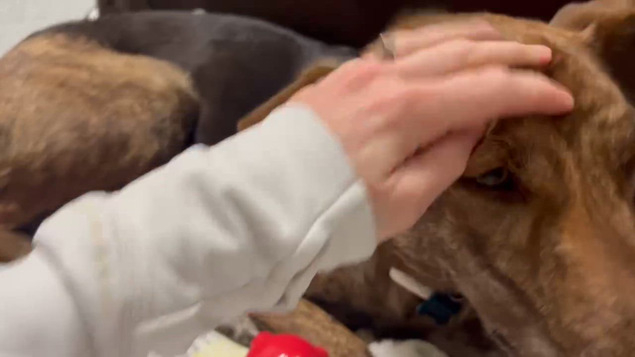 Enlarge Dutch , a ADOPTABLE mixed breed in Humble, TX video 6/6