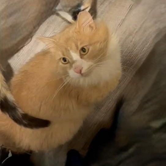 Enlarge Curley, a Adoptable Domestic Medium Hair in BUTLER, PA image 1/2