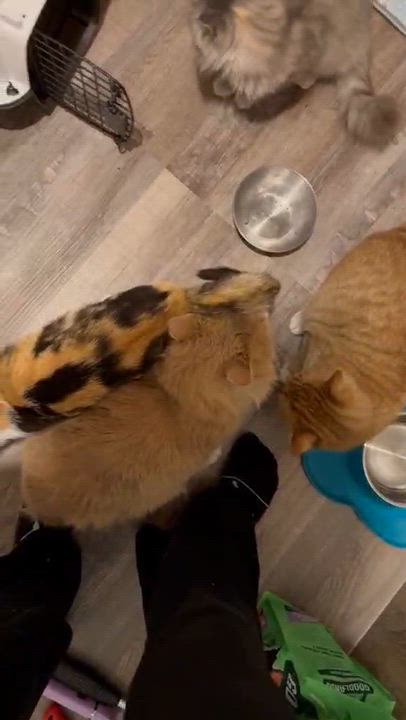 Enlarge Curley, a Adoptable Domestic Medium Hair in BUTLER, PA video 2/2