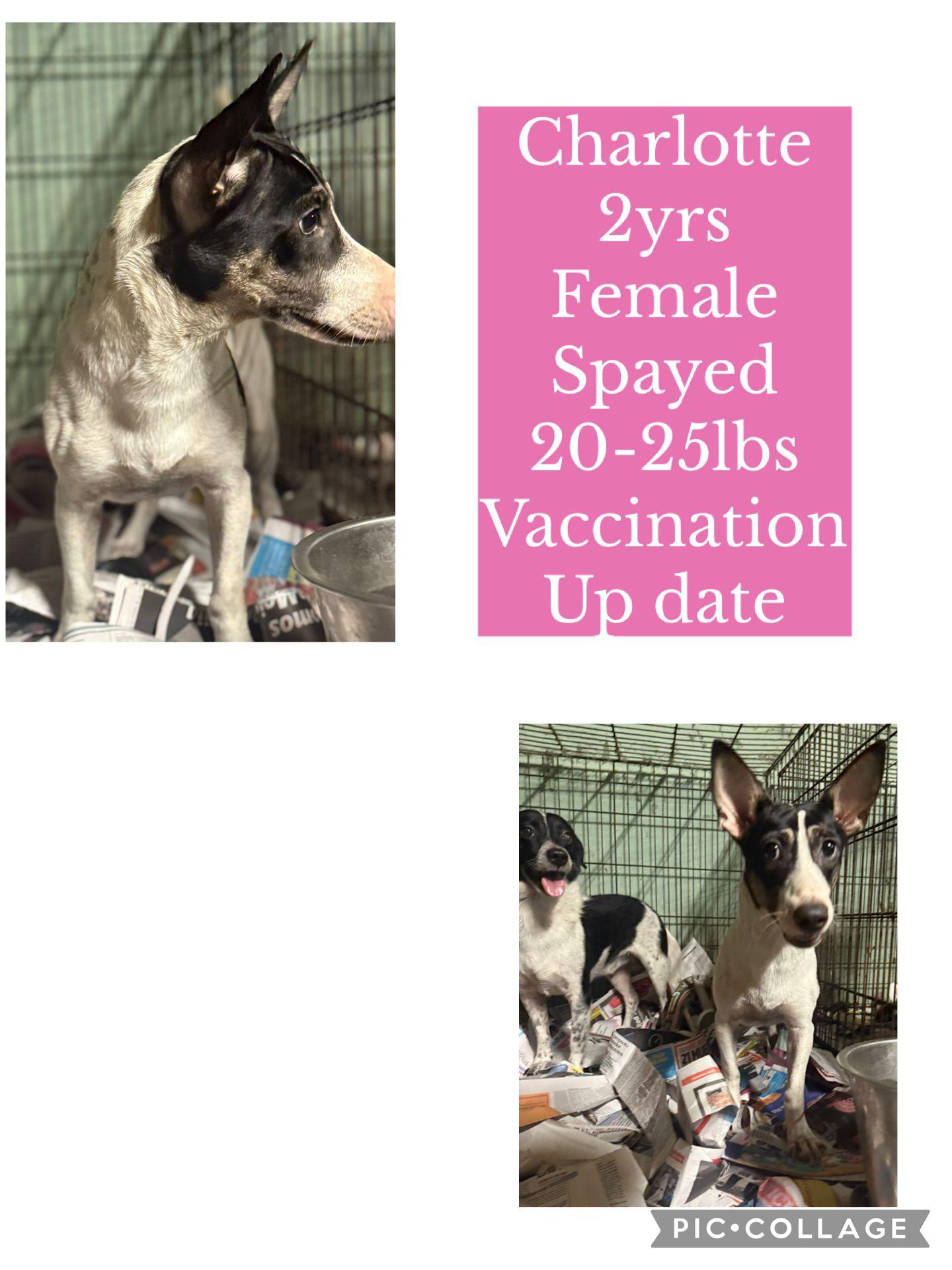 Charlotte, Adoptable, Adult Female Terrier & Chihuahua.
