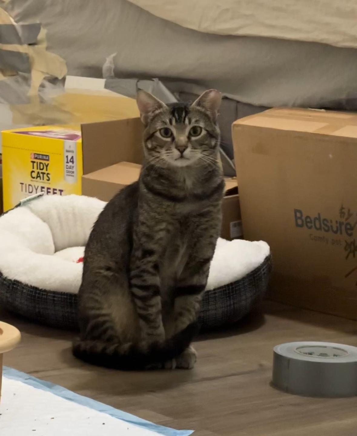 Pudge, Adoptable, Adult Male Domestic Short Hair.