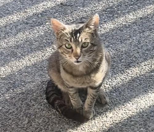 Pudge, a Adoptable mixed breed in Everett, WA image 4/6