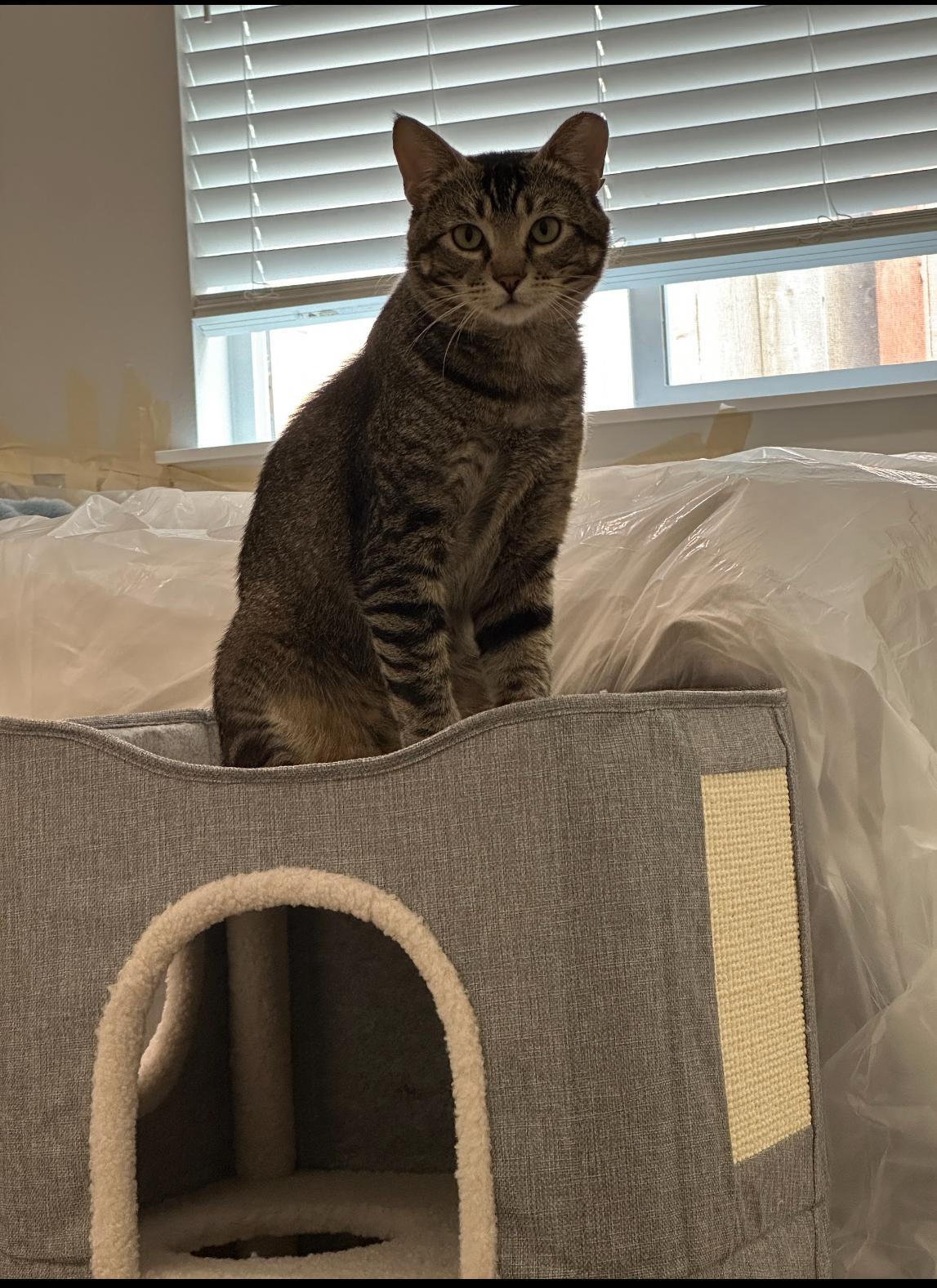 Pudge, a Adoptable mixed breed in Everett, WA image 2/6