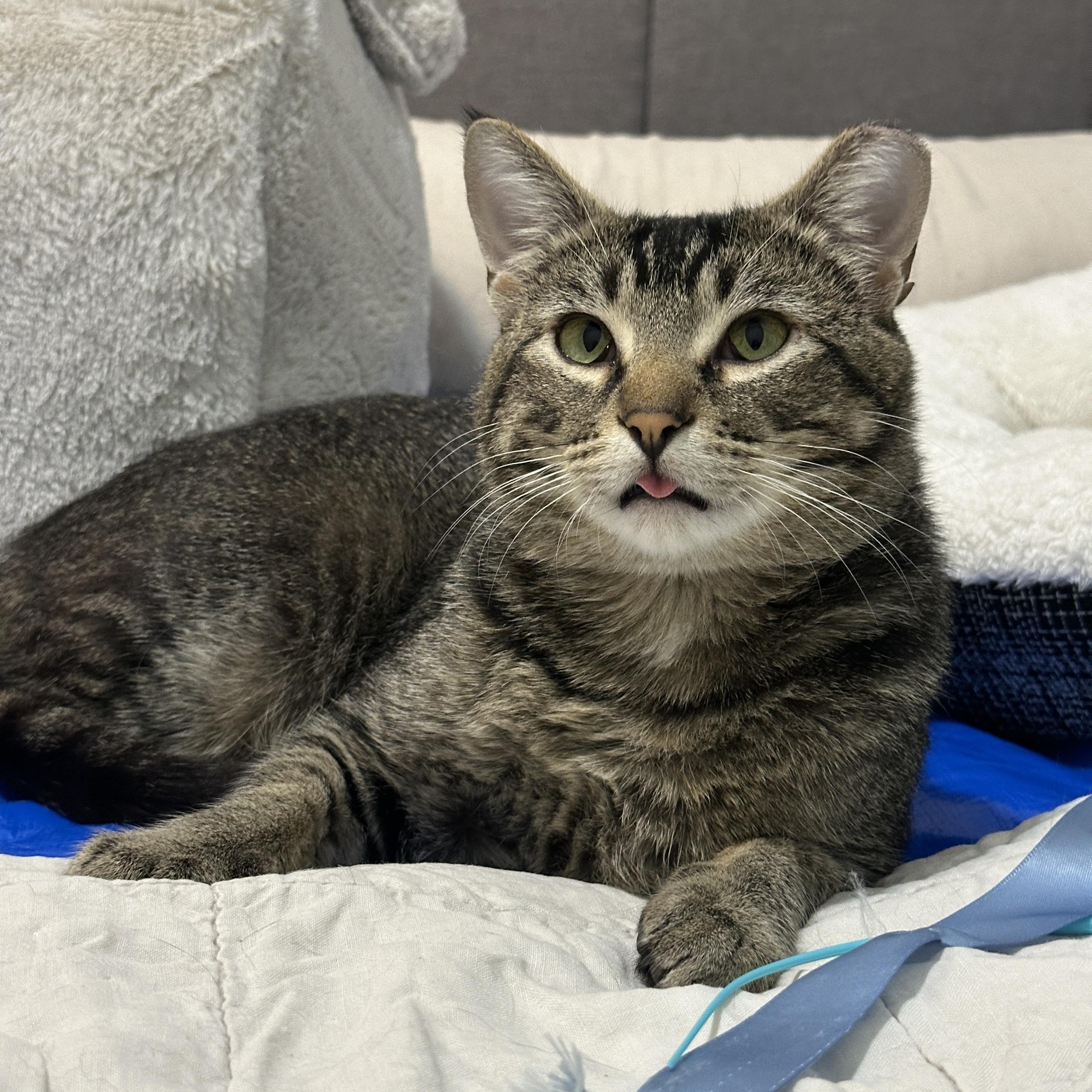 Pudge, a Adoptable mixed breed in Everett, WA image 5/6