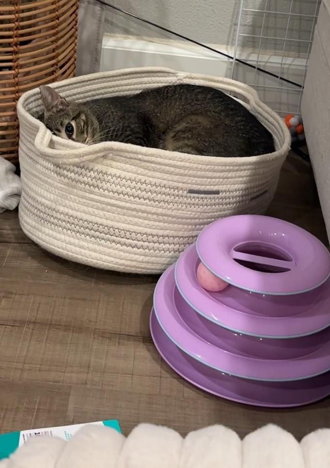 Pudge, a Adoptable mixed breed in Everett, WA image 3/6