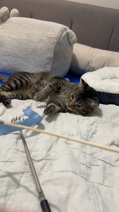 Enlarge Pudge, a Adoptable mixed breed in Everett, WA video 6/6