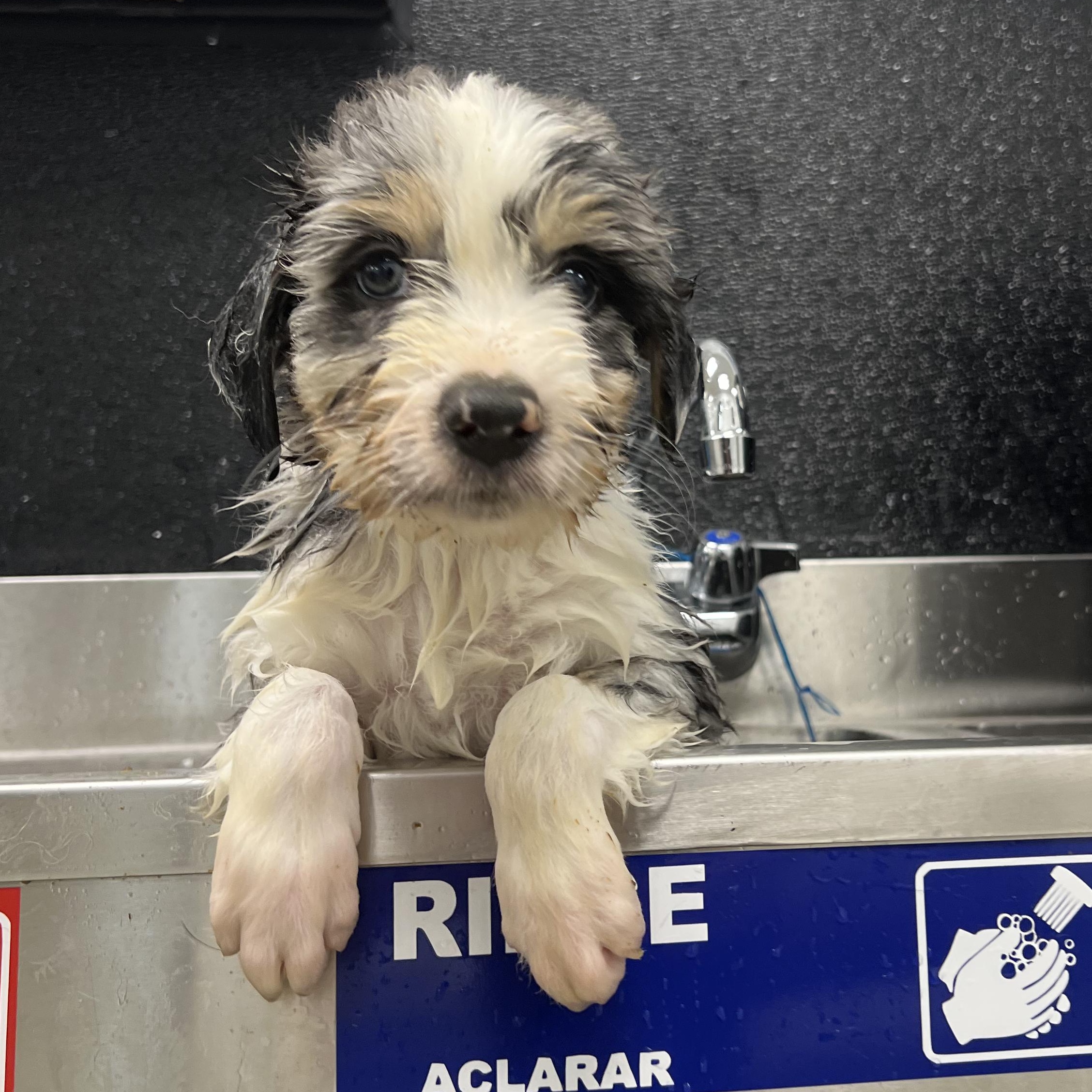 Marley, adopted, Puppy Male Australian Shepherd & Standard Poodle.