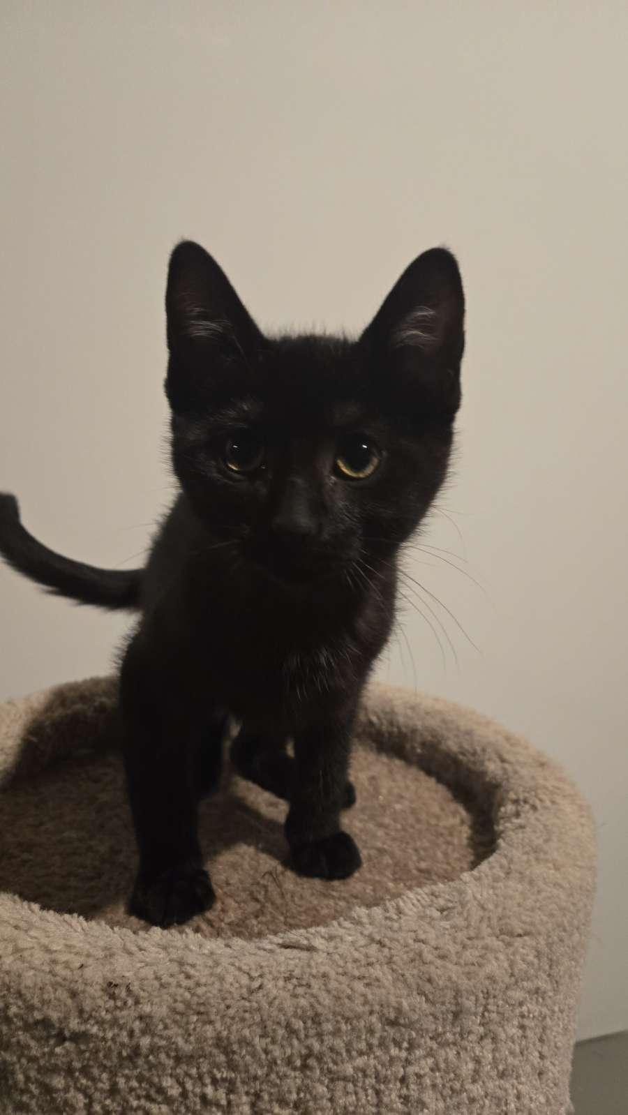 Enlarge Nola, an adoption pending Domestic Short Hair in Courtenay, BC image 1/1