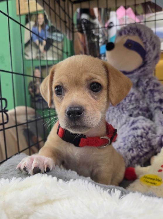 Forrest, adopted, Puppy Male Chihuahua.