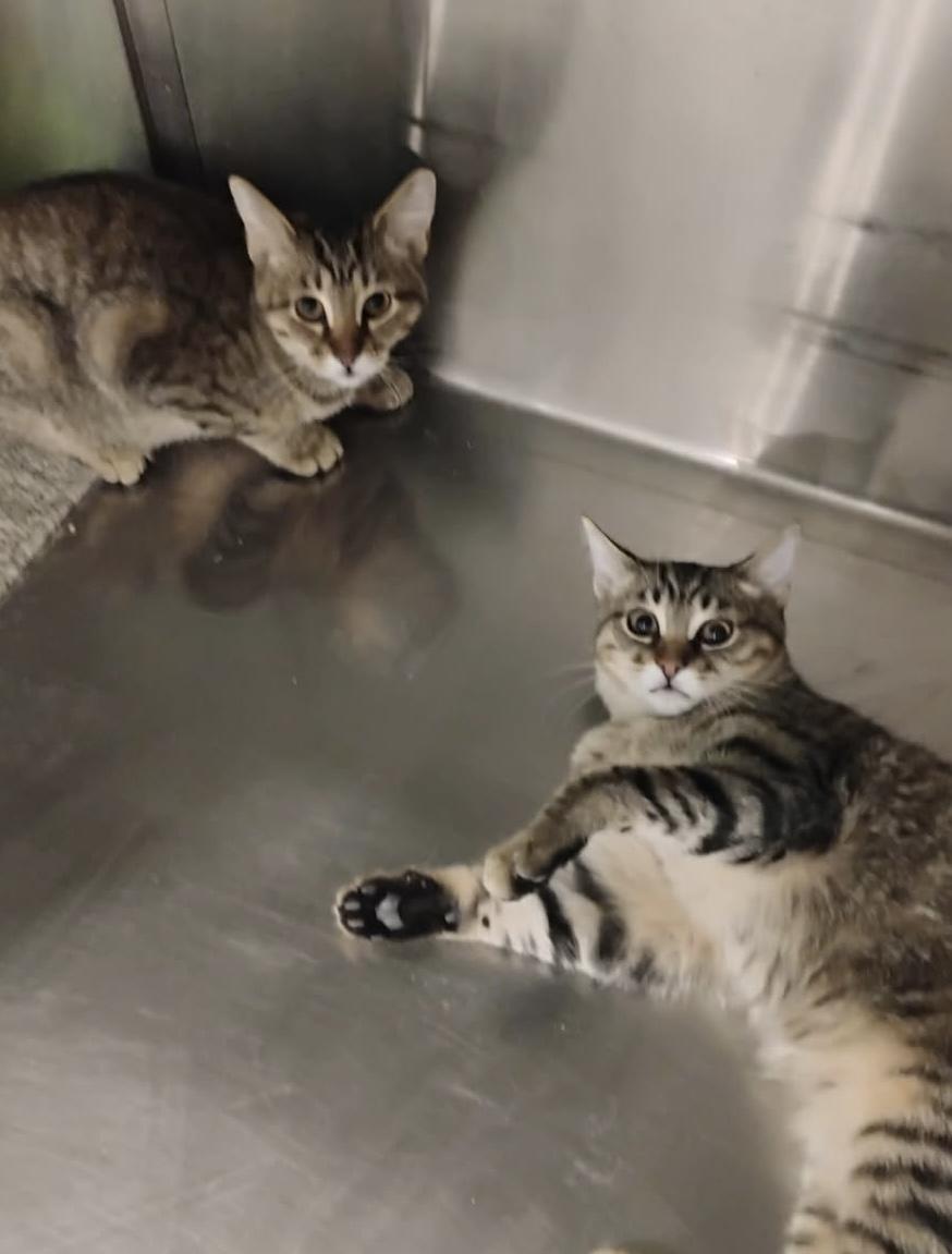 Phoenix and Arizona, a Adoptable mixed breed in Clawson, MI image 1/2