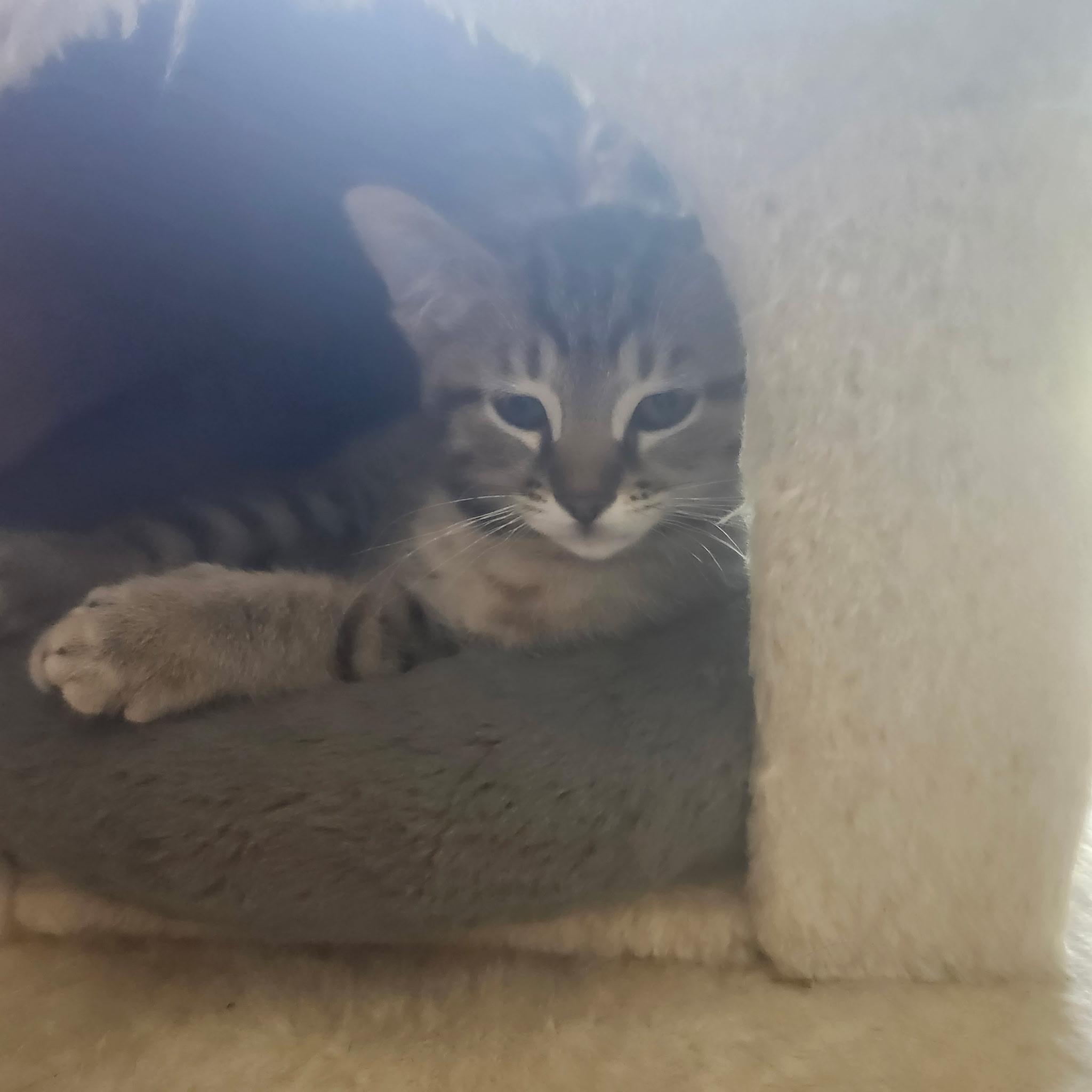 Phoenix and Arizona, a Adoptable mixed breed in Clawson, MI image 2/2