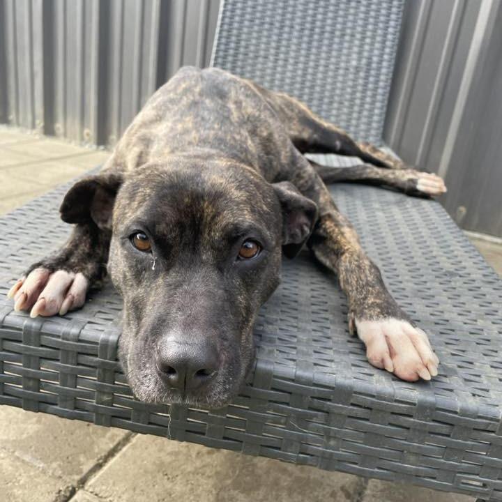 China, Adoptable, Adult Female Hound.