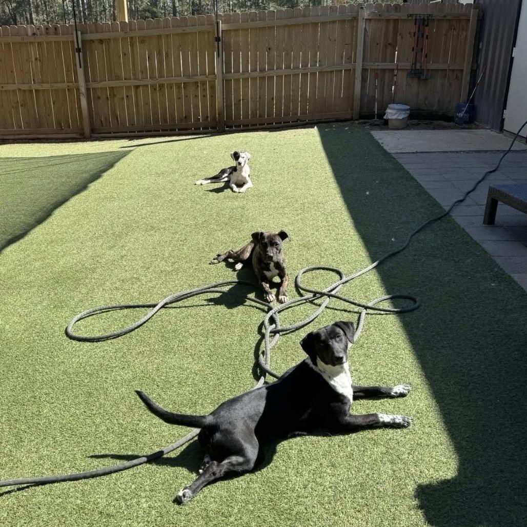 Enlarge China, a Adoptable mixed breed in Starkville, MS image 2/6