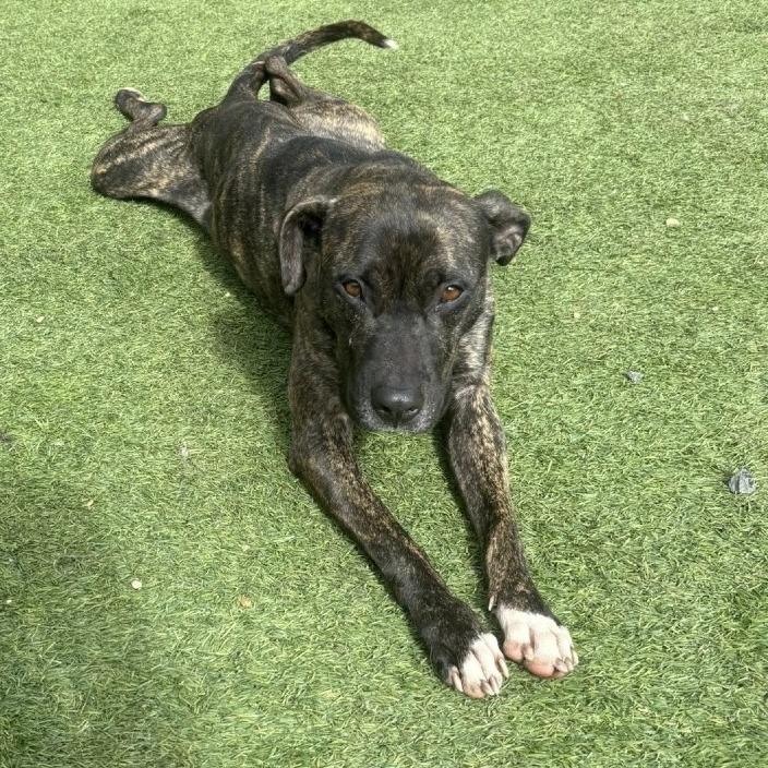 Enlarge China, a Adoptable mixed breed in Starkville, MS image 3/6