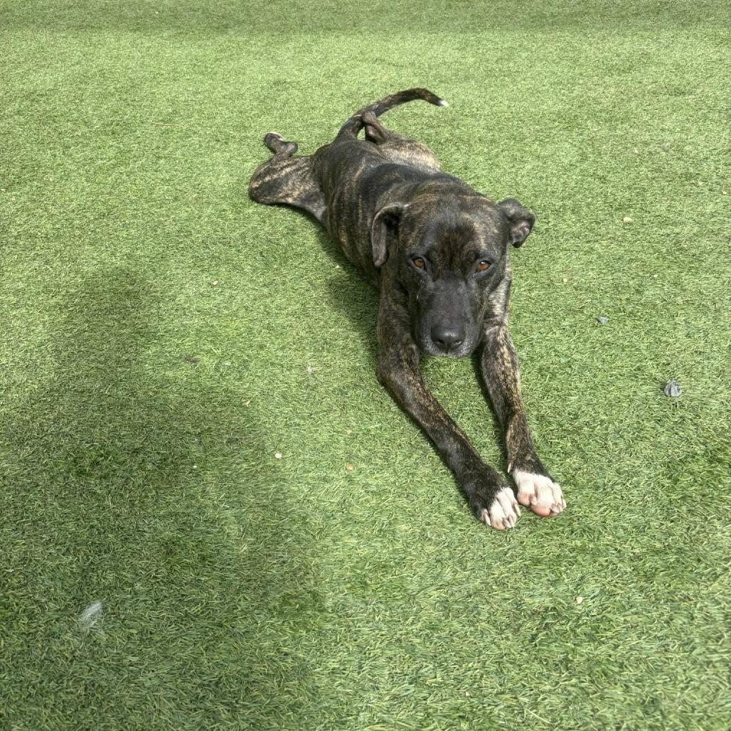 Enlarge China, a Adoptable mixed breed in Starkville, MS image 4/6