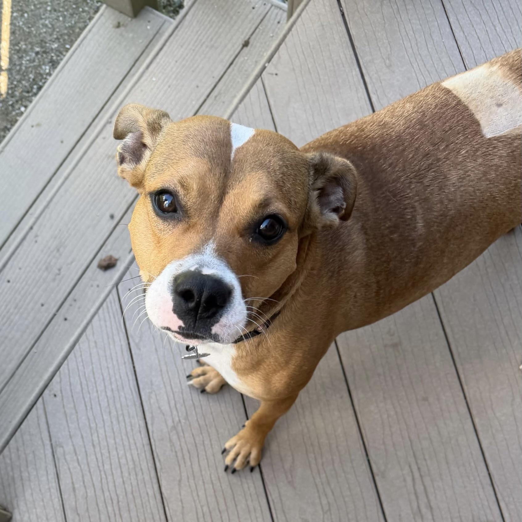 Cora, Adoptable, Young Female Beagle & Mixed Breed.