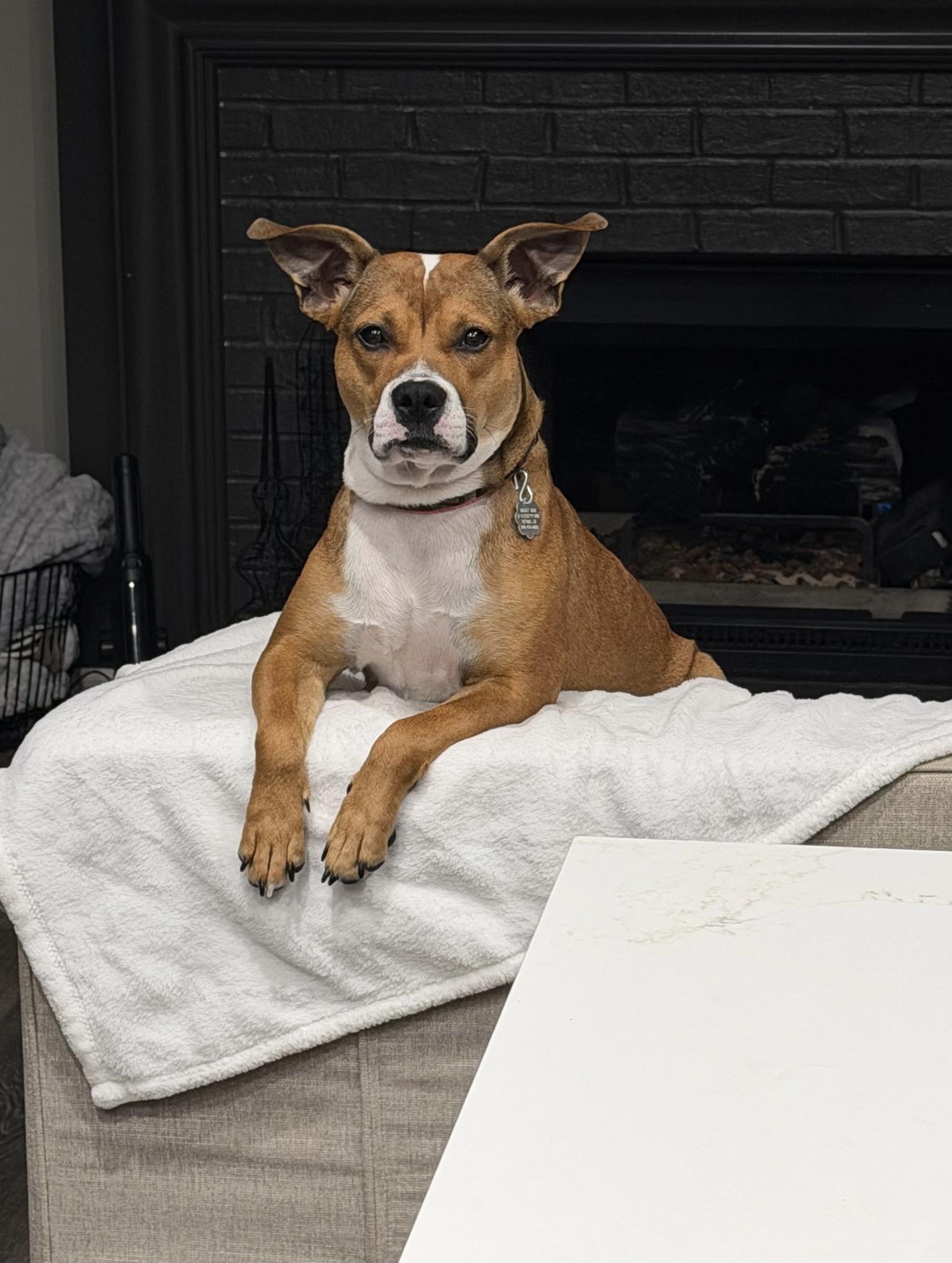 Enlarge Cora, a Adoptable mixed breed in Oxford, MI image 2/6