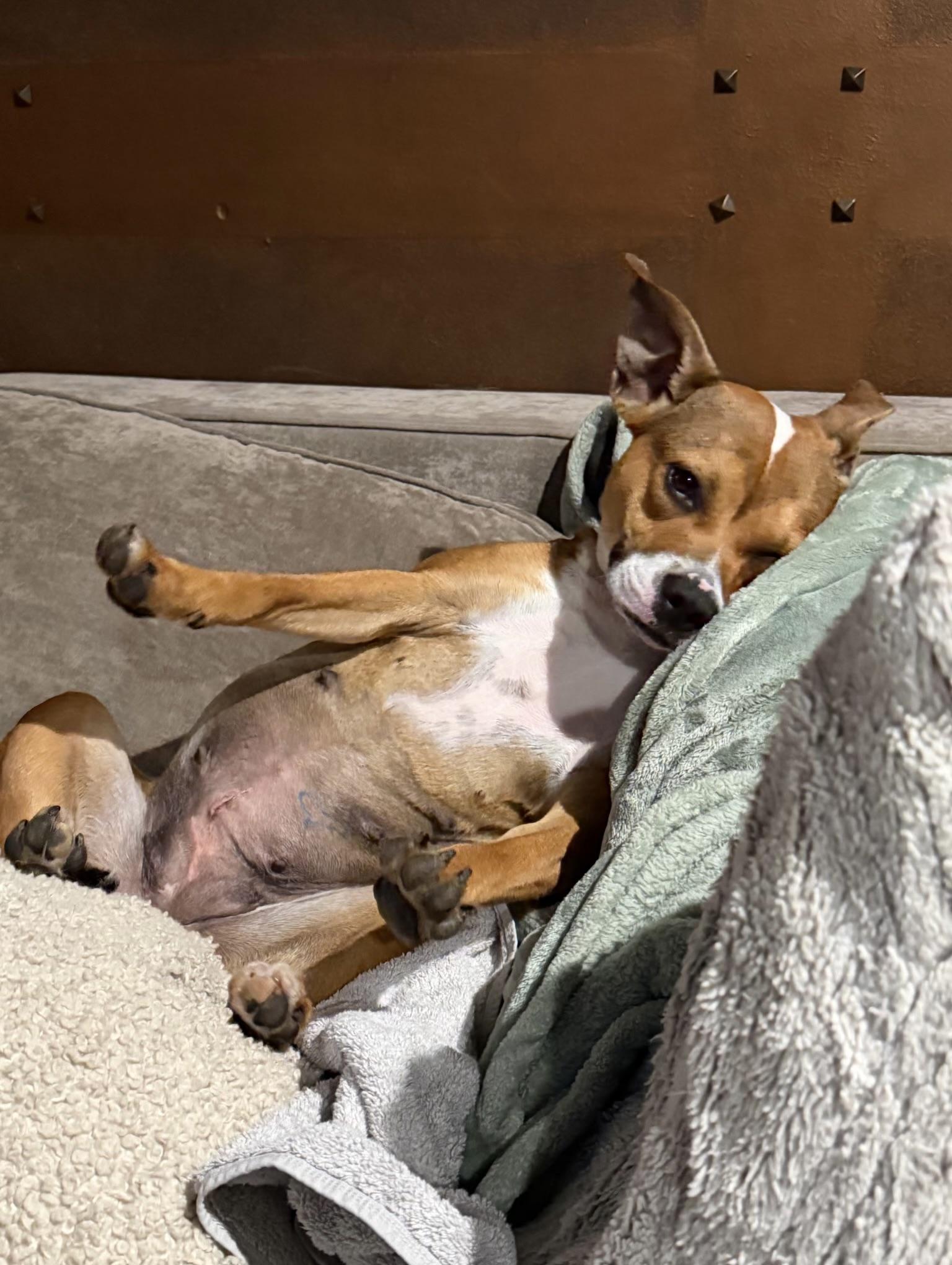 Enlarge Cora, a Adoptable mixed breed in Oxford, MI image 3/6