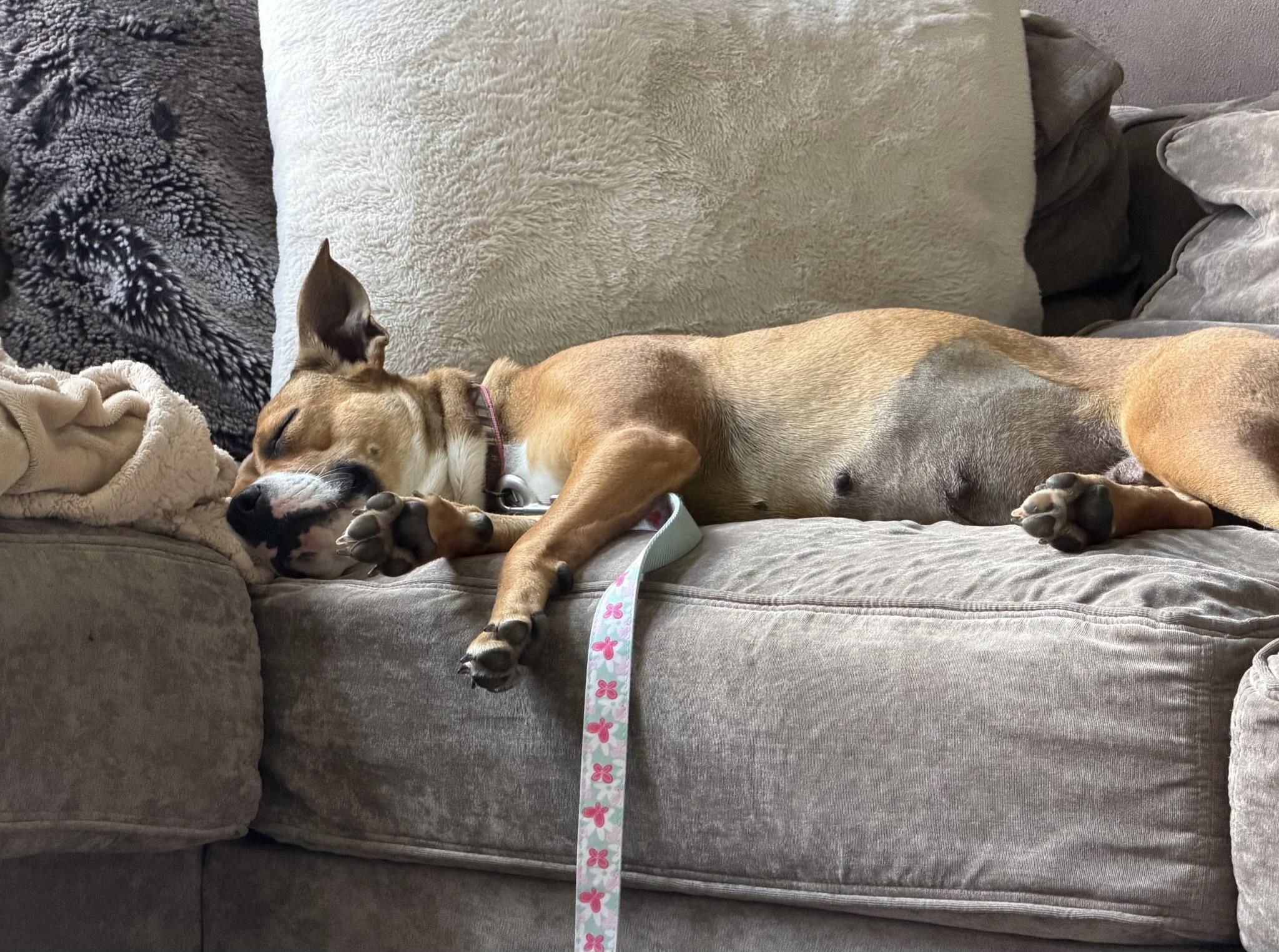 Enlarge Cora, a Adoptable mixed breed in Oxford, MI image 5/6