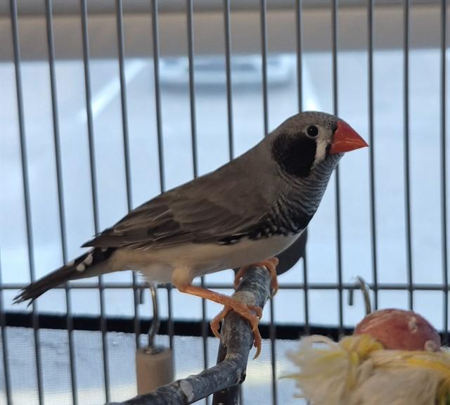 WAFFLE, Adoptable, Adult Male Finch.