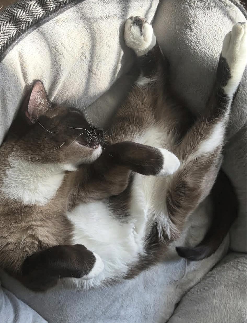 Enlarge Poem, a Adoptable Domestic Short Hair in Orlando, FL image 2/6