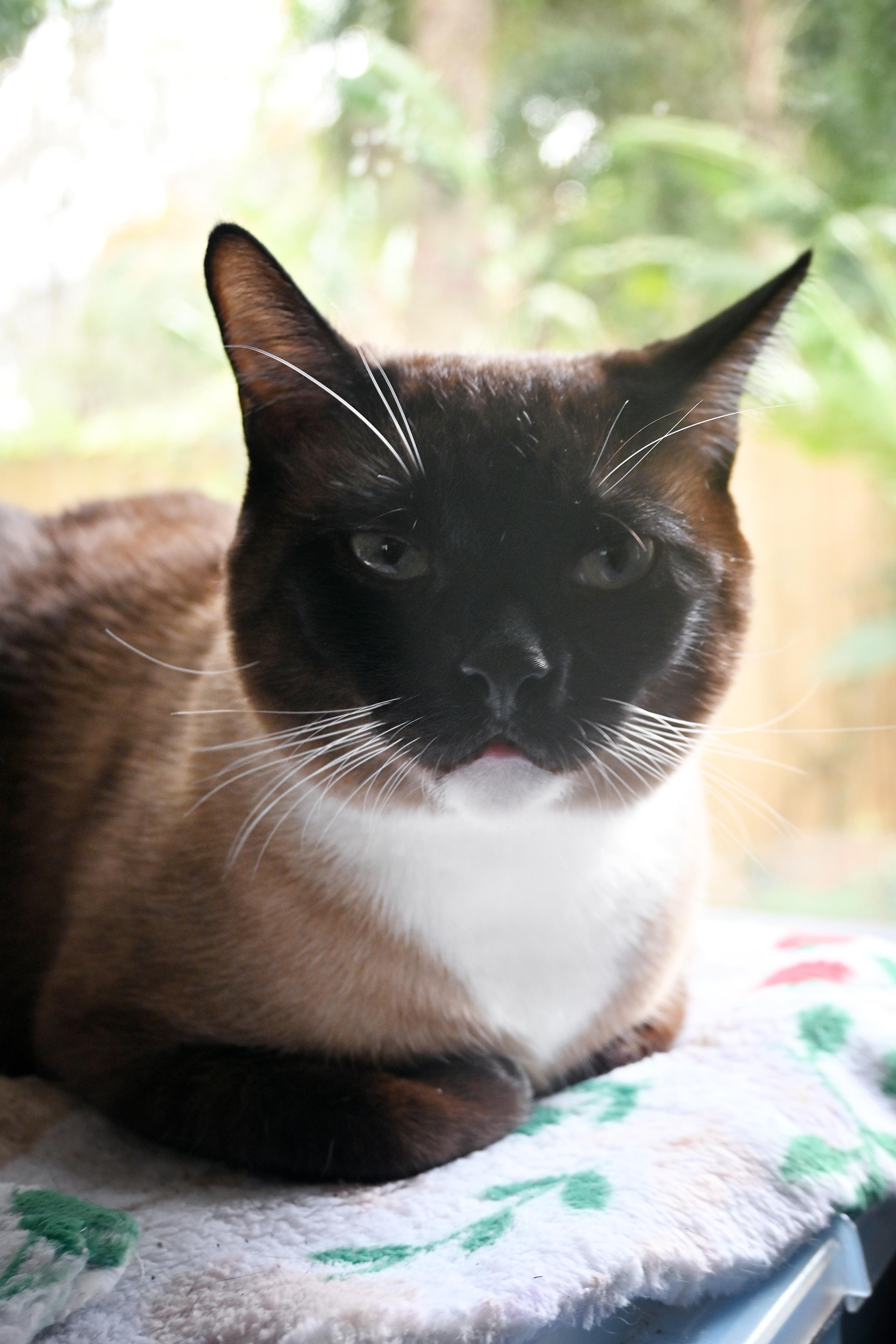 Enlarge Poem, a Adoptable Domestic Short Hair in Orlando, FL image 5/6