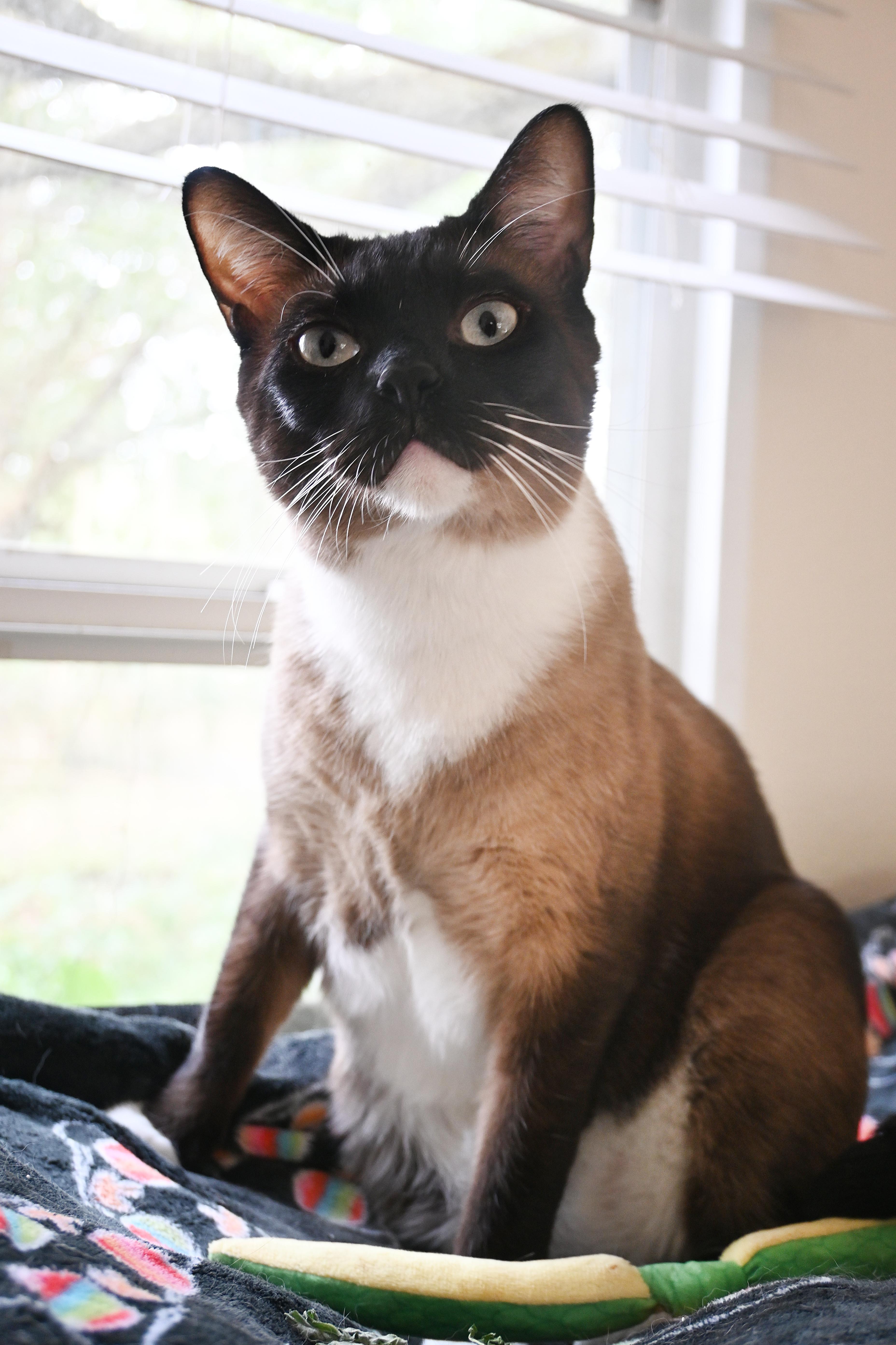 Enlarge Poem, a Adoptable Domestic Short Hair in Orlando, FL image 4/6