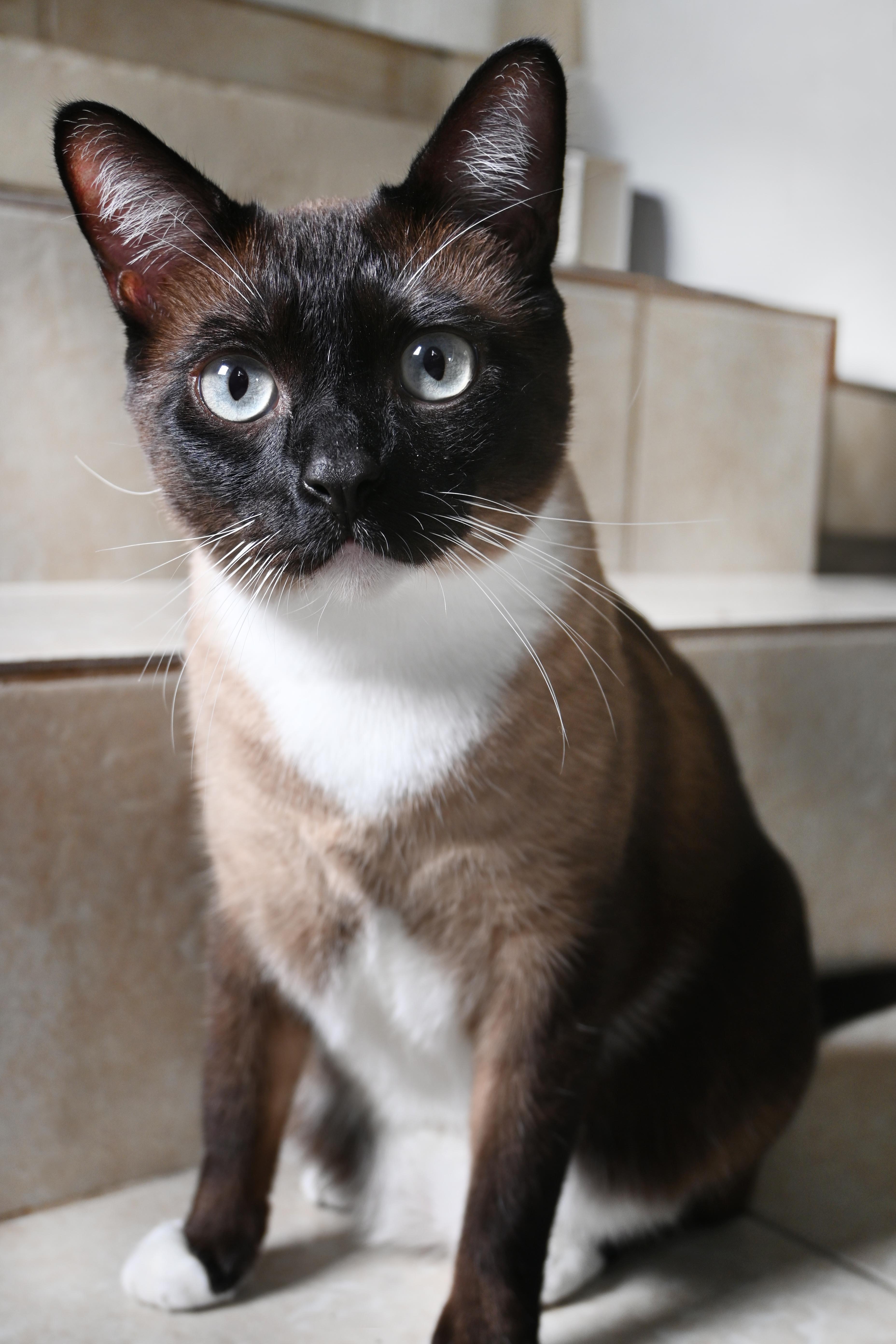 Enlarge Poem, a Adoptable Domestic Short Hair in Orlando, FL image 3/6