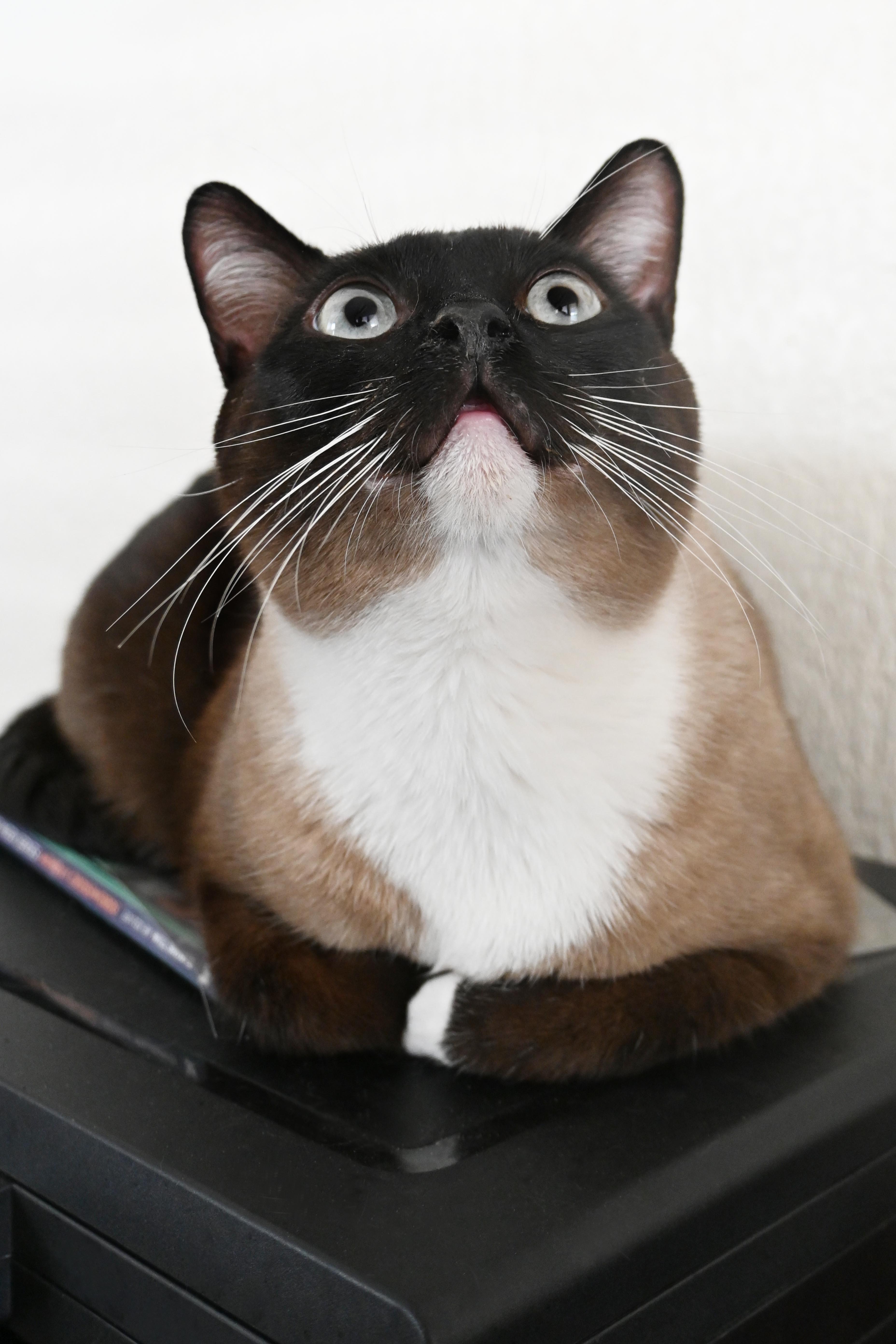 Poem, Adoptable, Adult Male Domestic Short Hair.