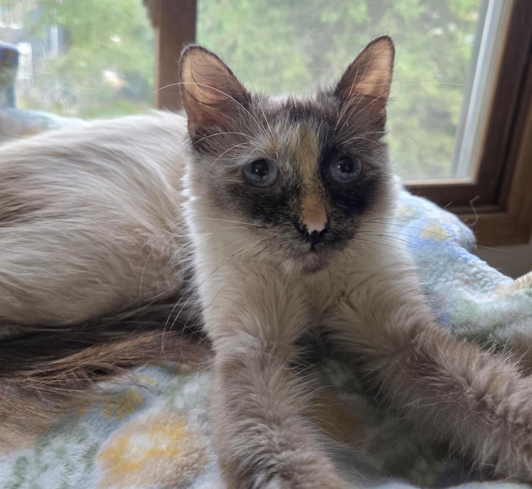 Phoebe