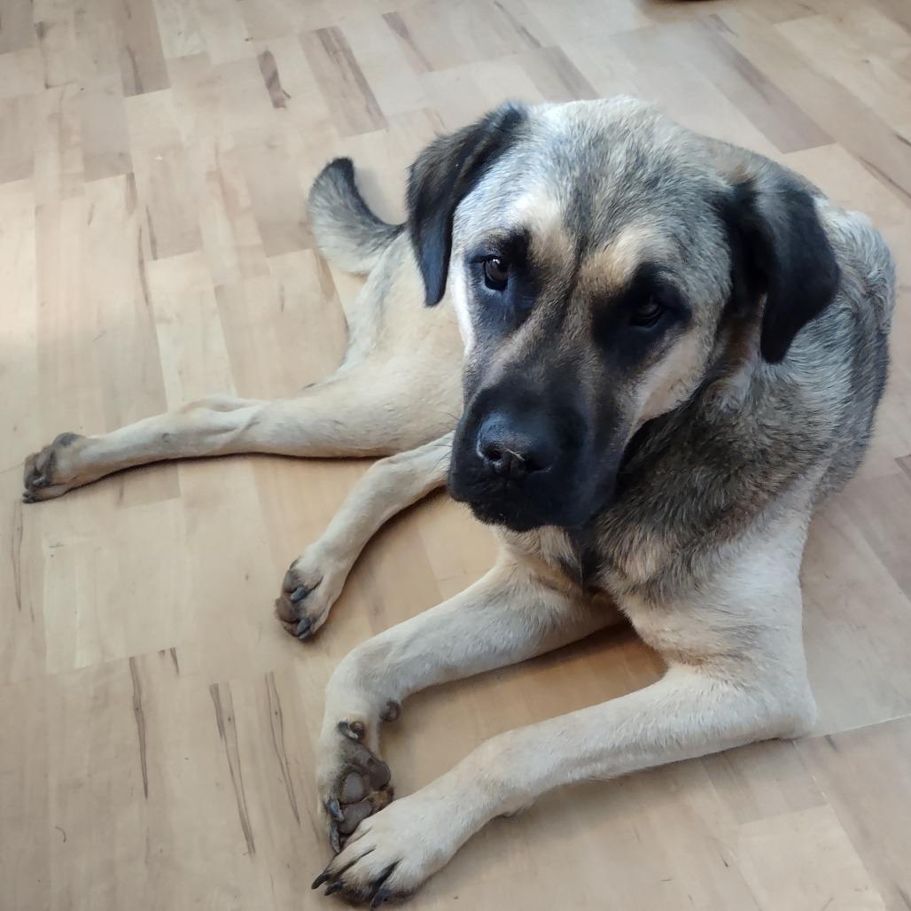 Enlarge Jack * (Courtesy Listing), a Adoptable Mixed Breed in Waynesville, NC image 2/3