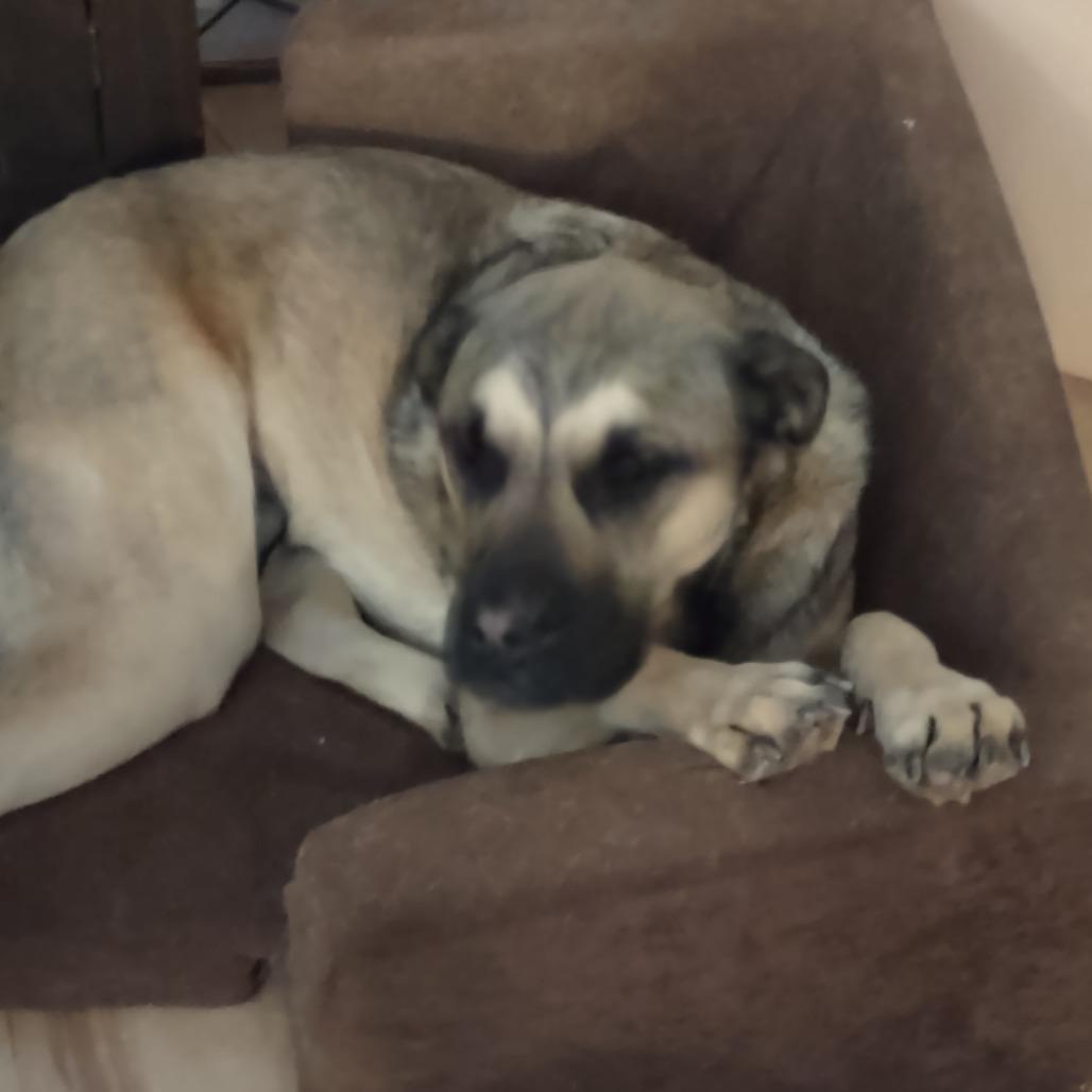Enlarge Jack * (Courtesy Listing), a Adoptable Mixed Breed in Waynesville, NC image 3/3