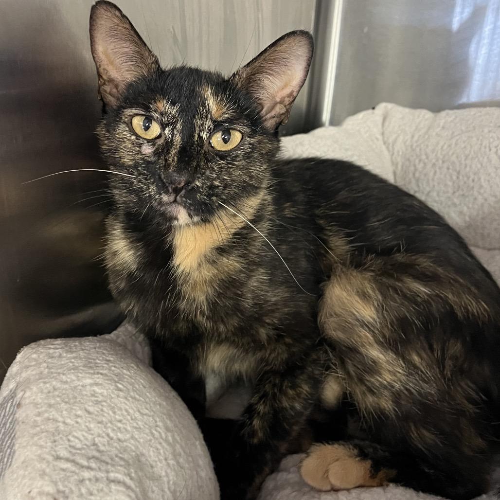 Enlarge TaTa, a Adoptable Domestic Short Hair in Midland, TX image 1/1