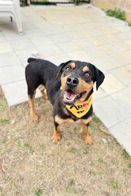 ROBERT, Adoptable, Young Male Rottweiler.