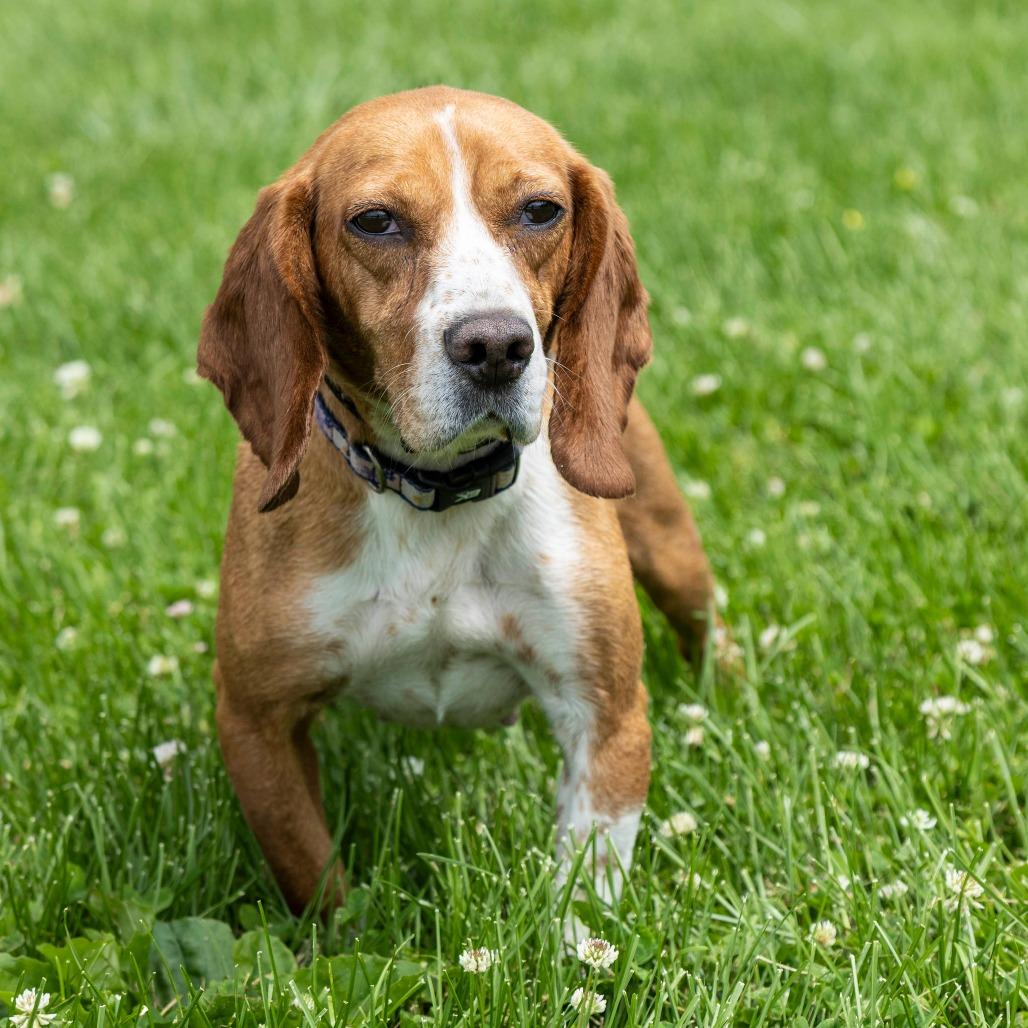 Daphane **Off-Site Foster Home**, a Adoptable Mixed Breed in Troy, IL image 1/3
