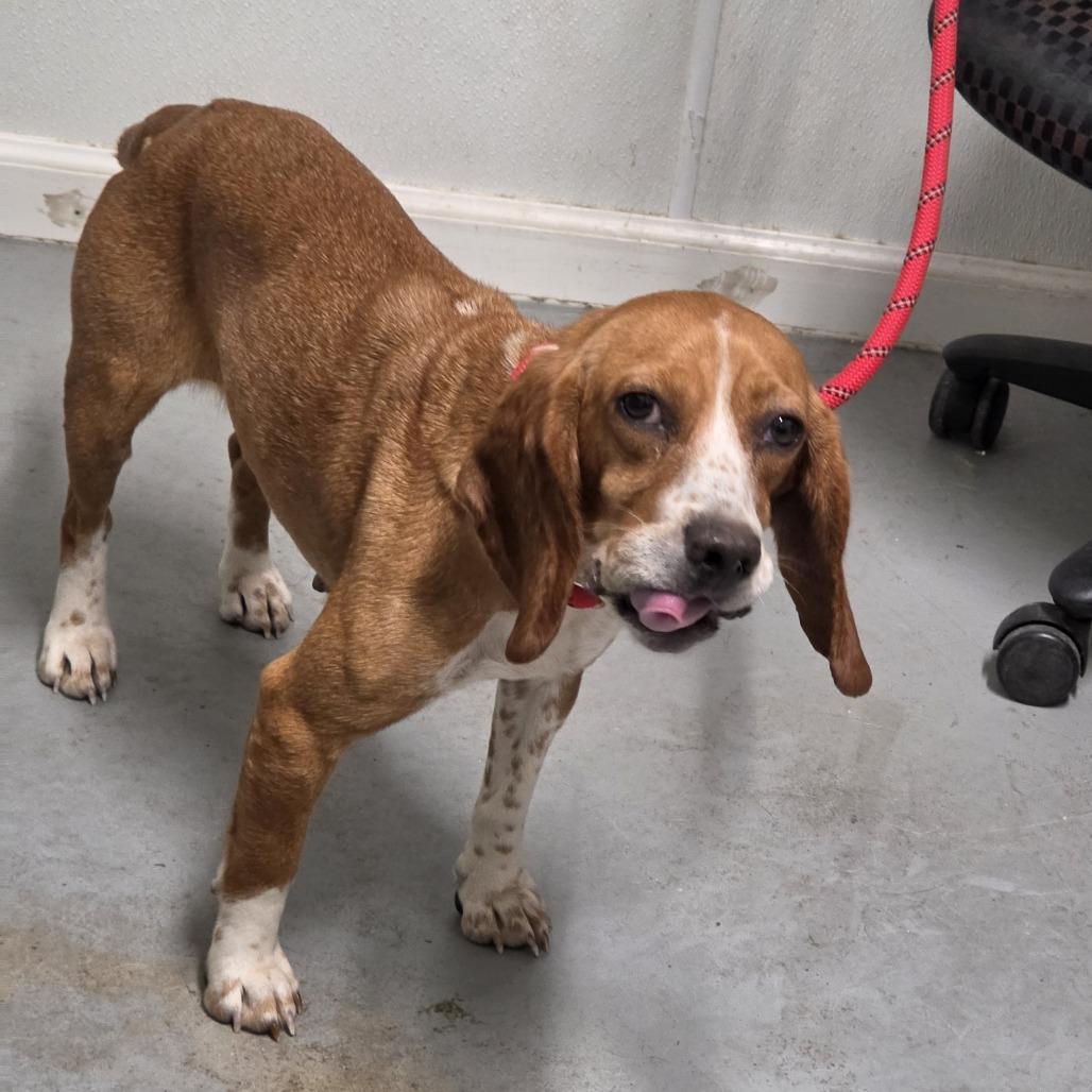 Daphane **Off-Site Foster Home**, a Adoptable Mixed Breed in Troy, IL image 2/3