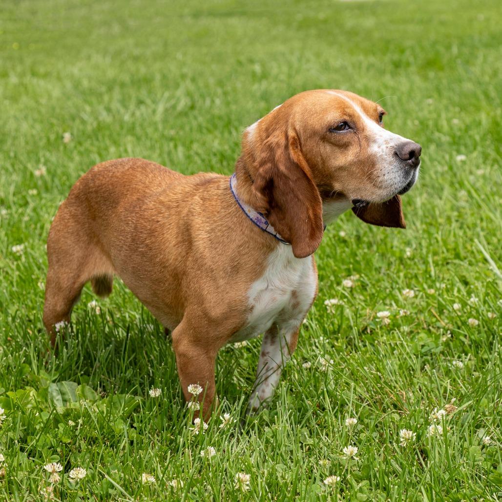 Daphane **Off-Site Foster Home**, a Adoptable Mixed Breed in Troy, IL image 3/3