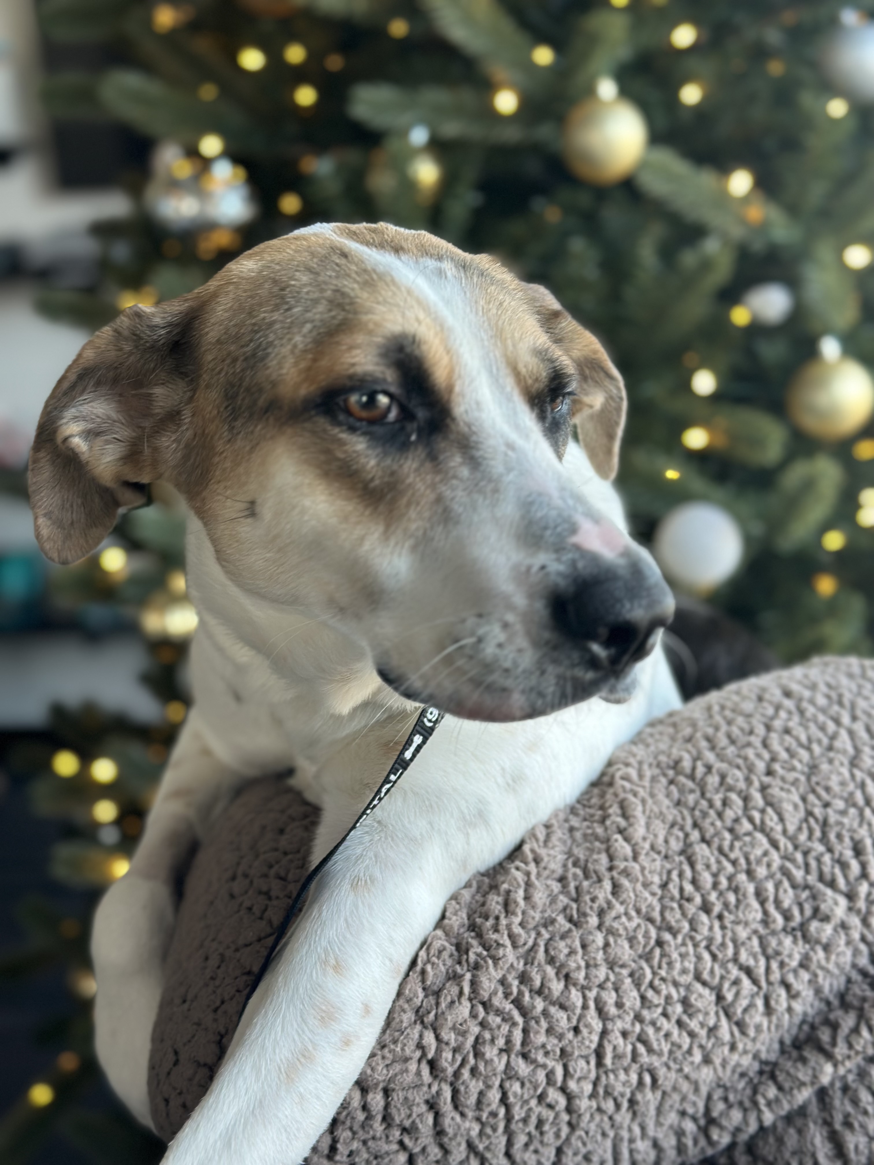 Laverne, Adoptable, Young Female Australian Cattle Dog / Blue Heeler & Retriever.