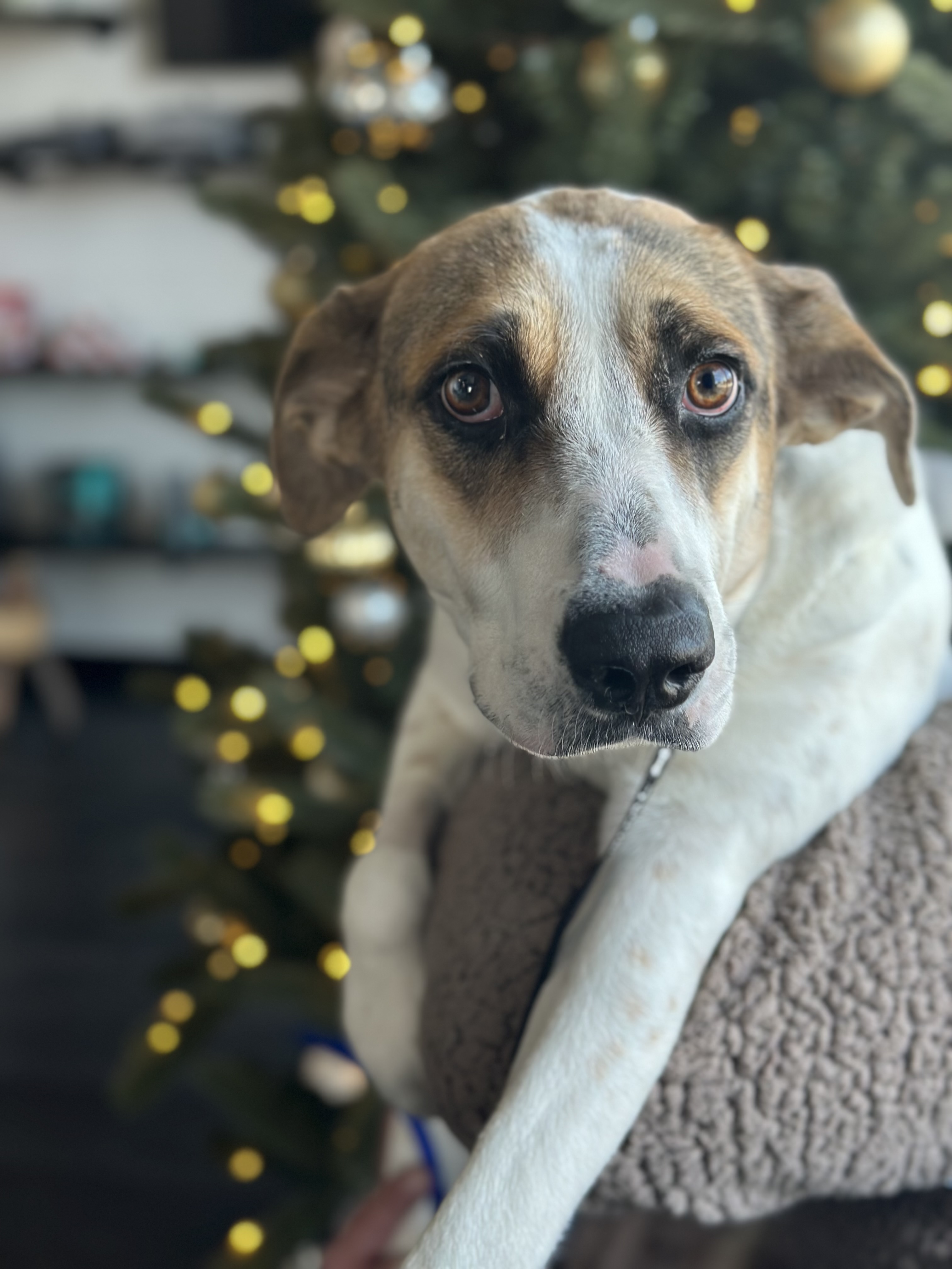 Laverne, a Adoptable mixed breed in College Station, TX image 2/3