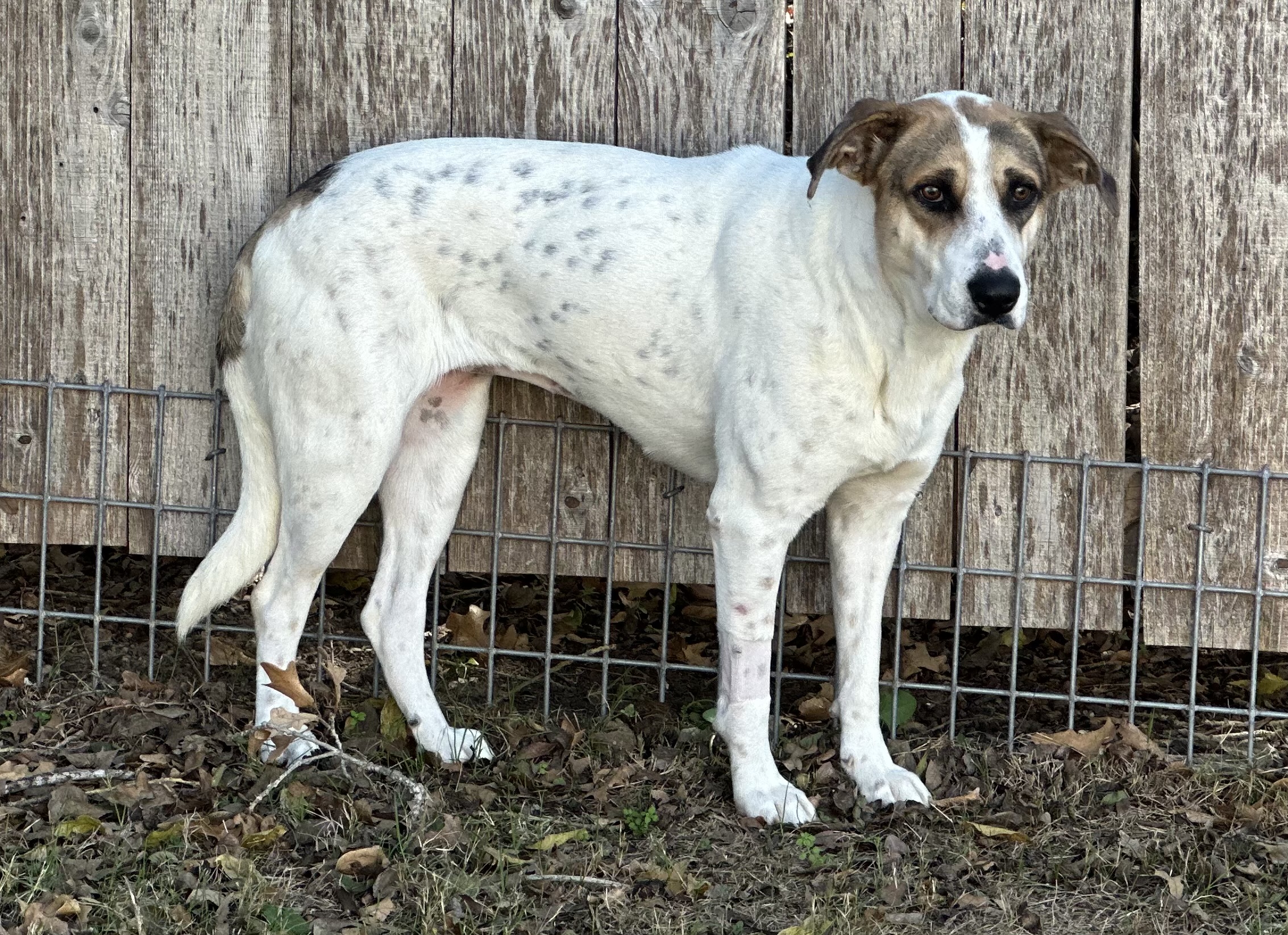 Laverne, Adoptable, Young Female Australian Cattle Dog / Blue Heeler & Retriever.