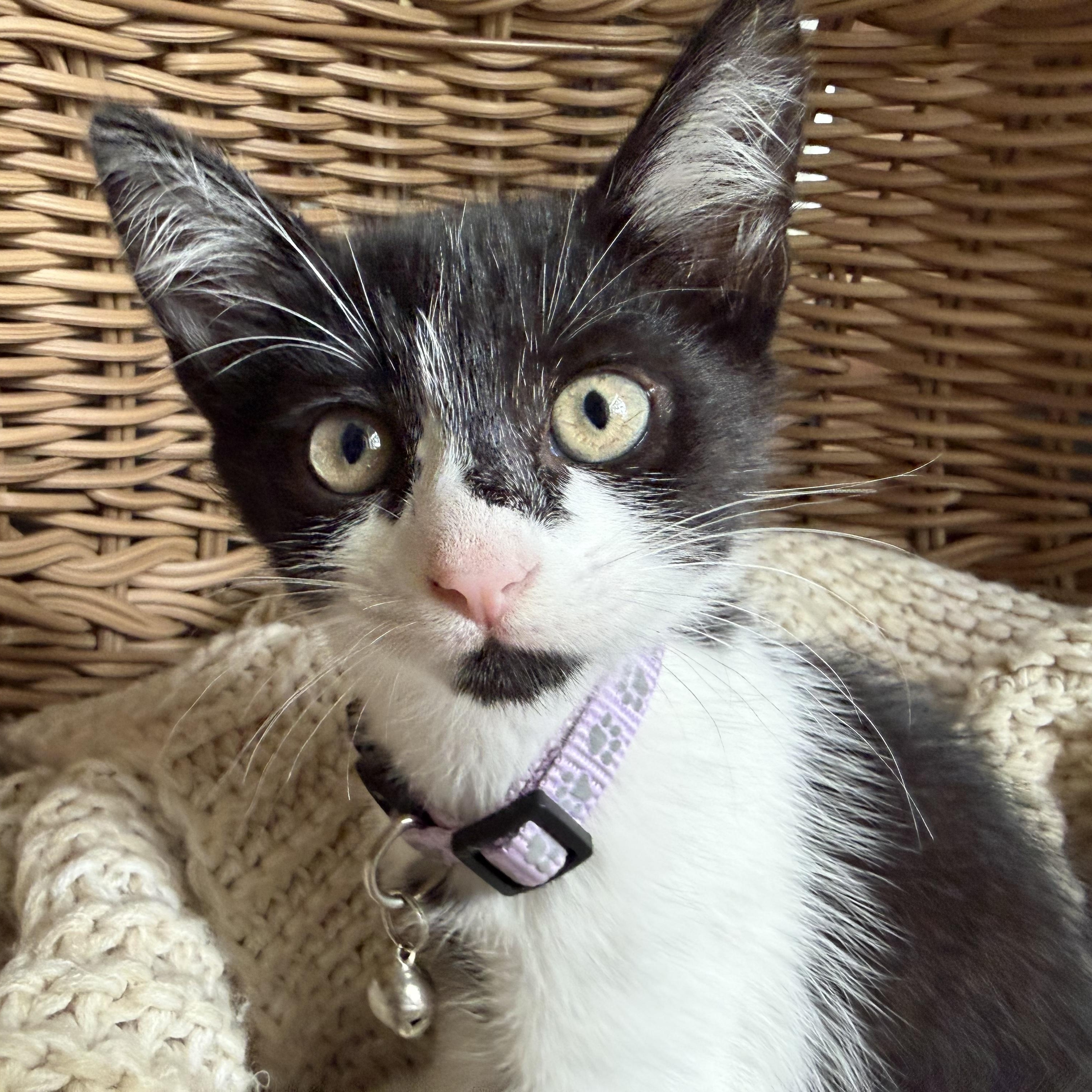 Gucci, Adoptable, Kitten Female Domestic Medium Hair.