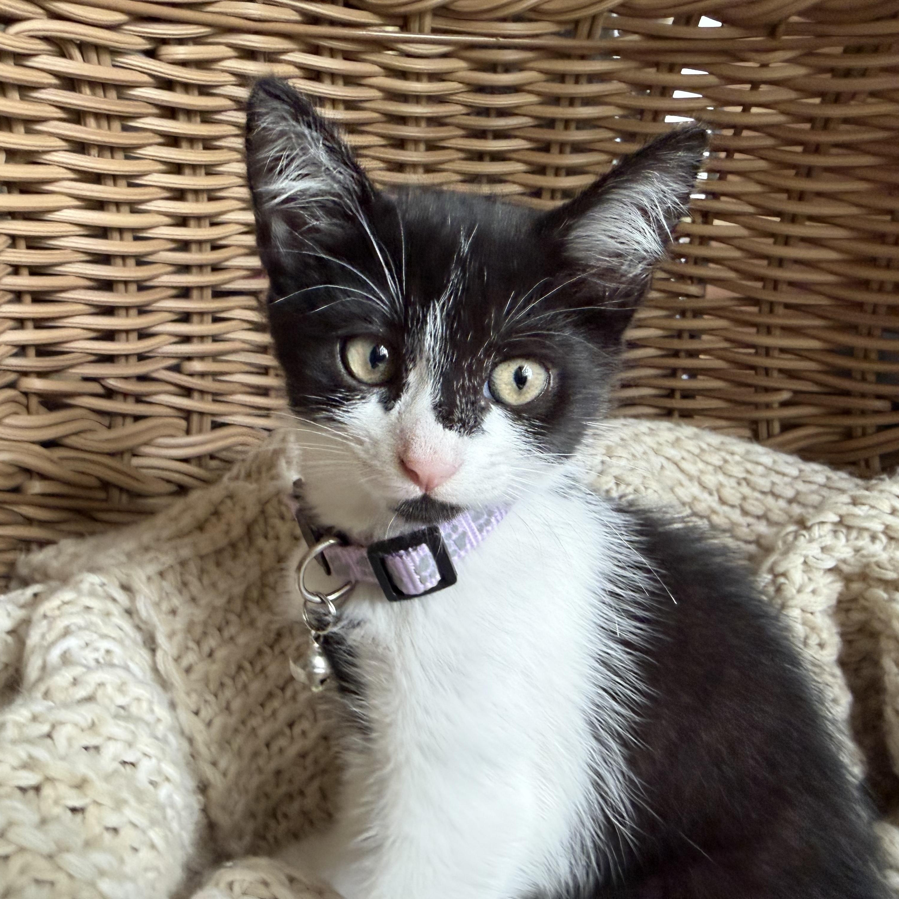 Enlarge Gucci, a Adoptable Domestic Medium Hair in Bryan, TX image 5/5